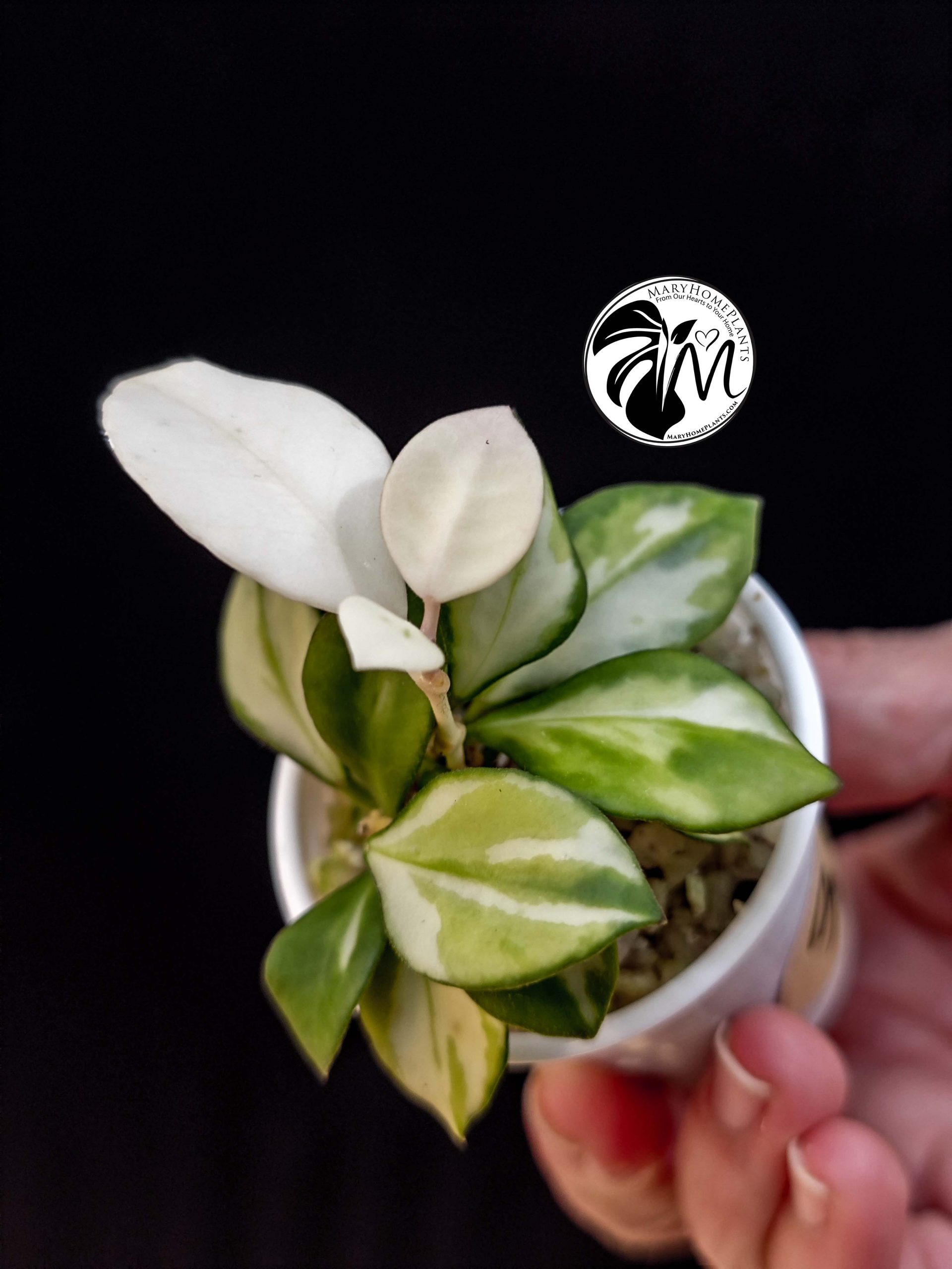 hoya heuschkeliana variegated (copy)