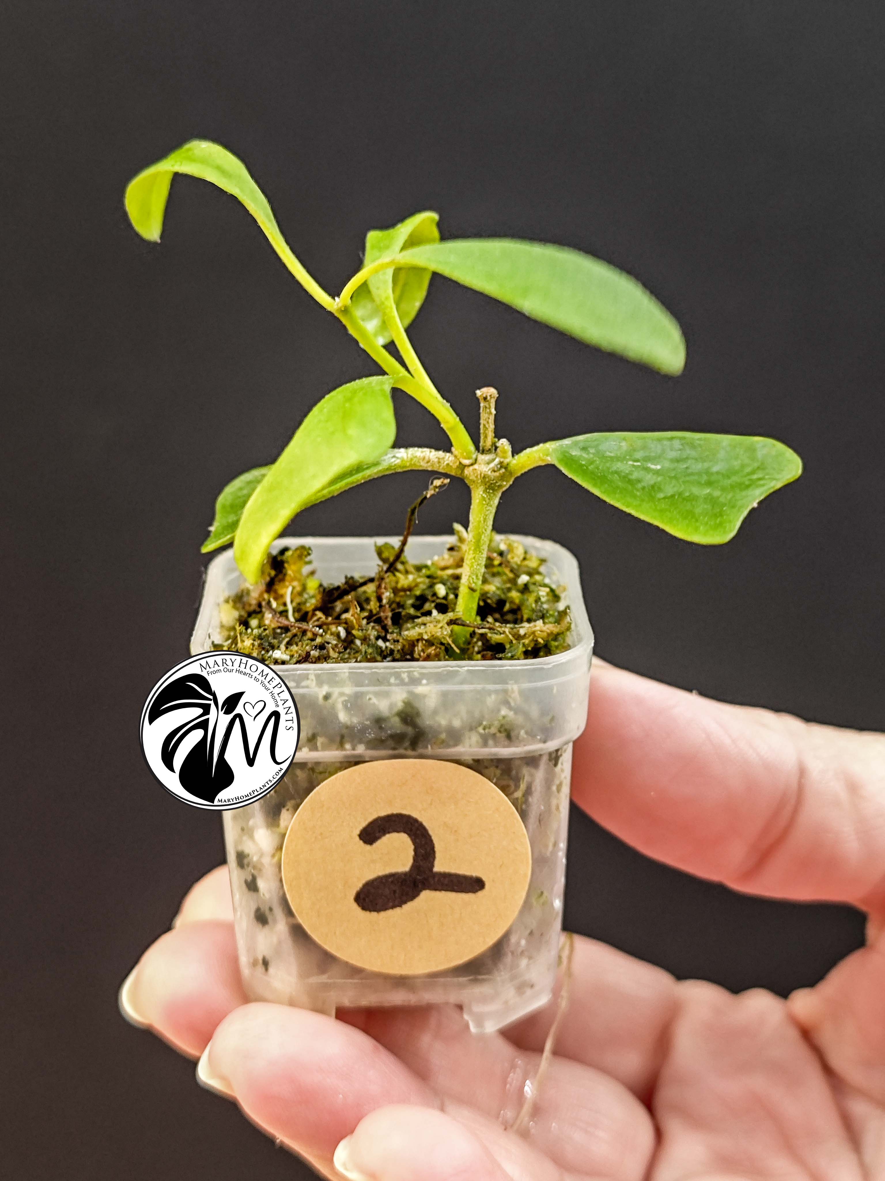 hoya manipurensis (copy)