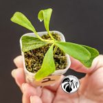 hoya manipurensis (copy)