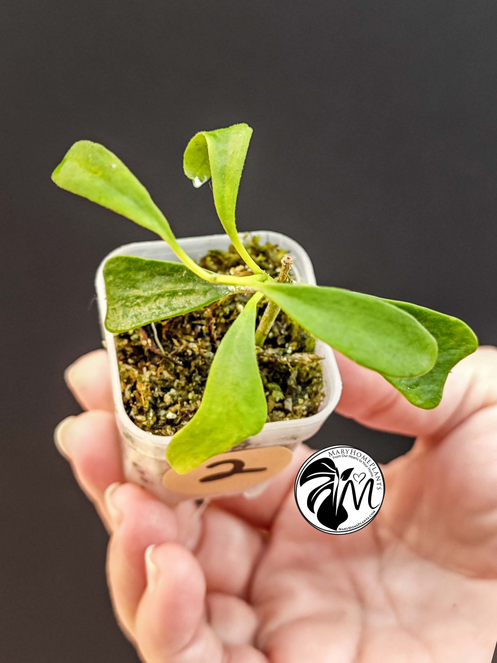 hoya manipurensis (copy)