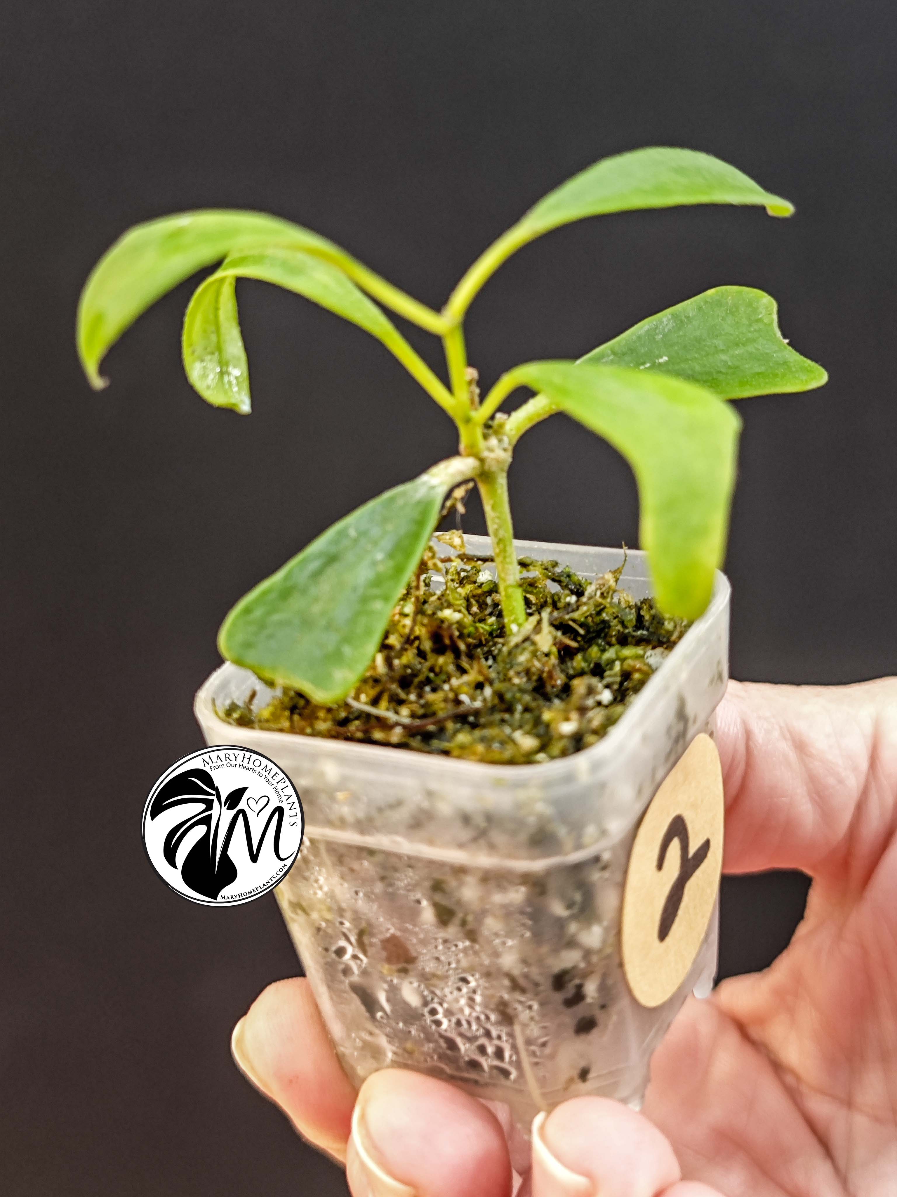 hoya manipurensis (copy)