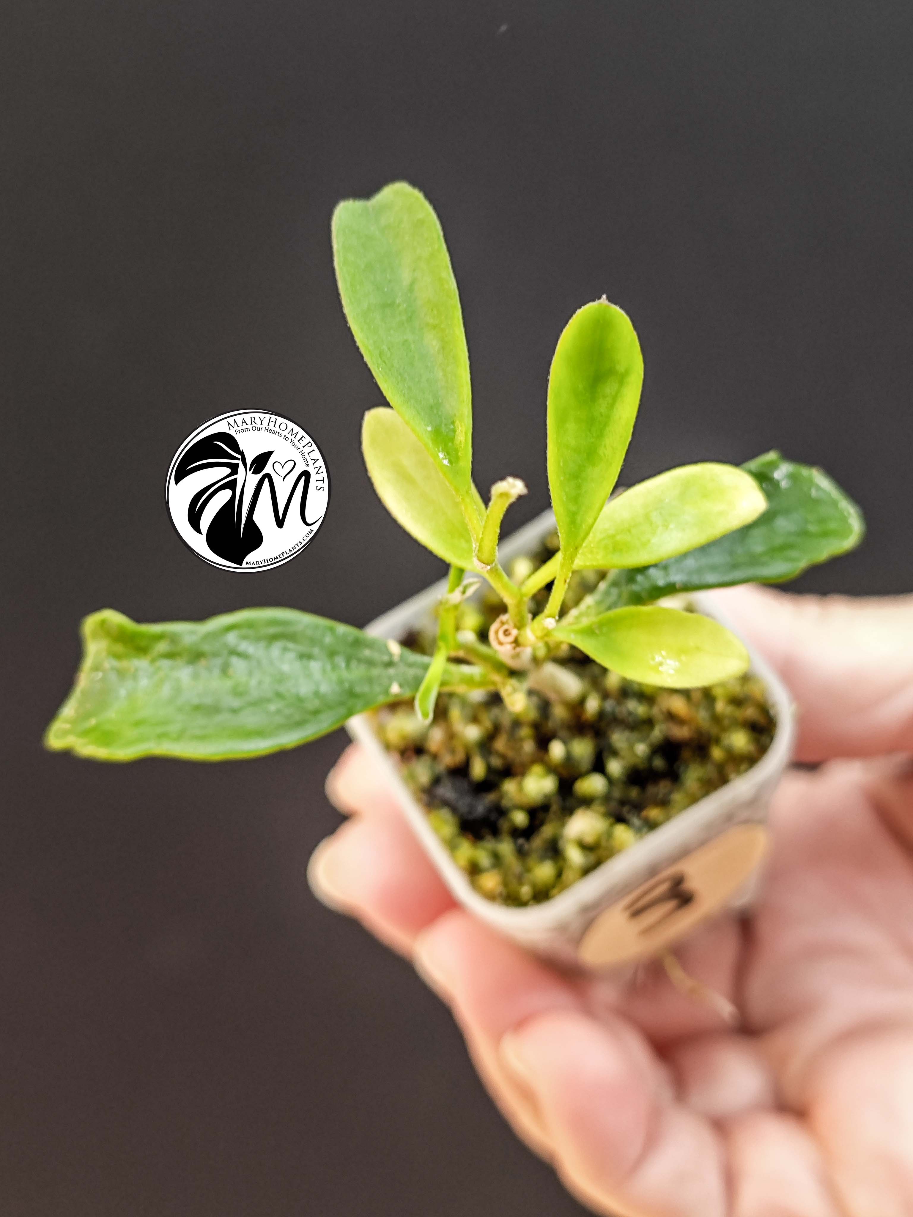 hoya manipurensis (copy)