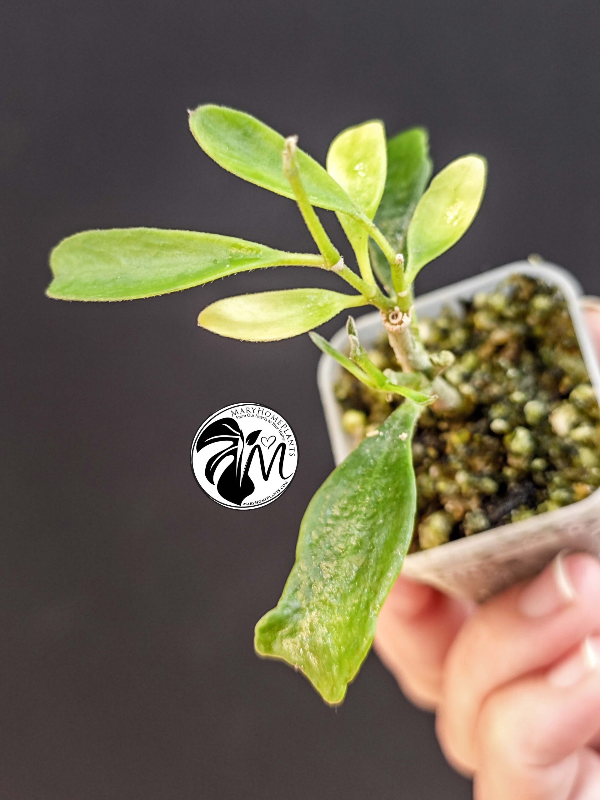 hoya manipurensis (copy)