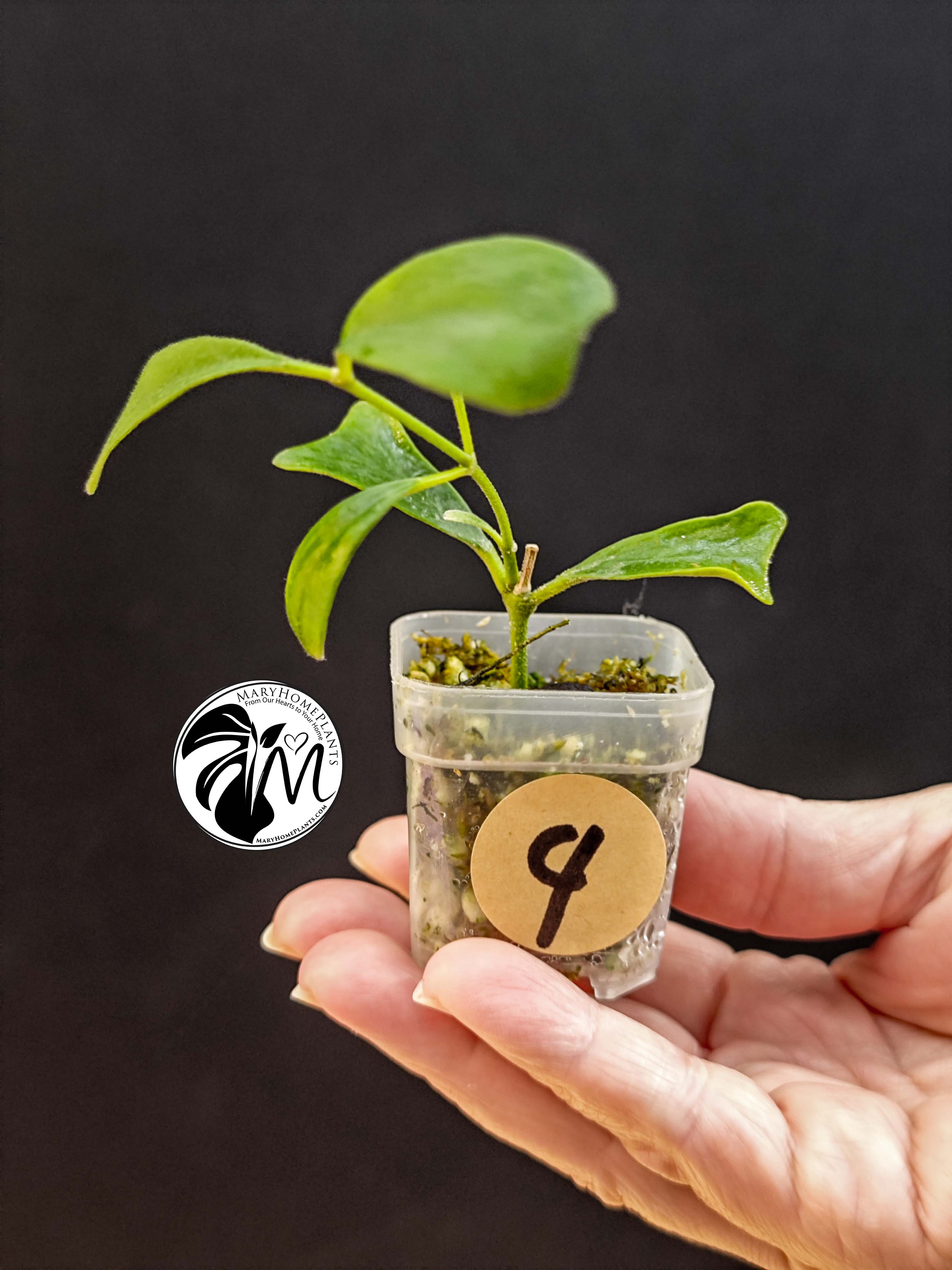 hoya manipurensis (copy)