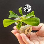 hoya manipurensis (copy)