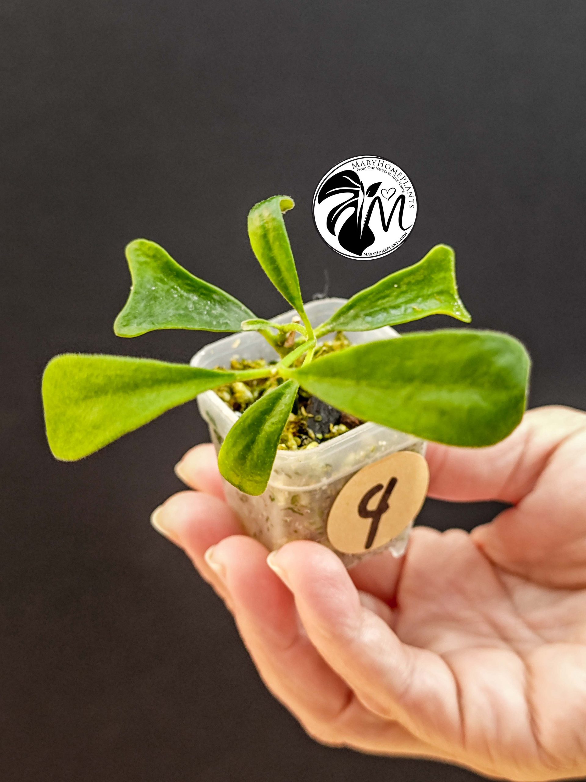 hoya manipurensis (copy)