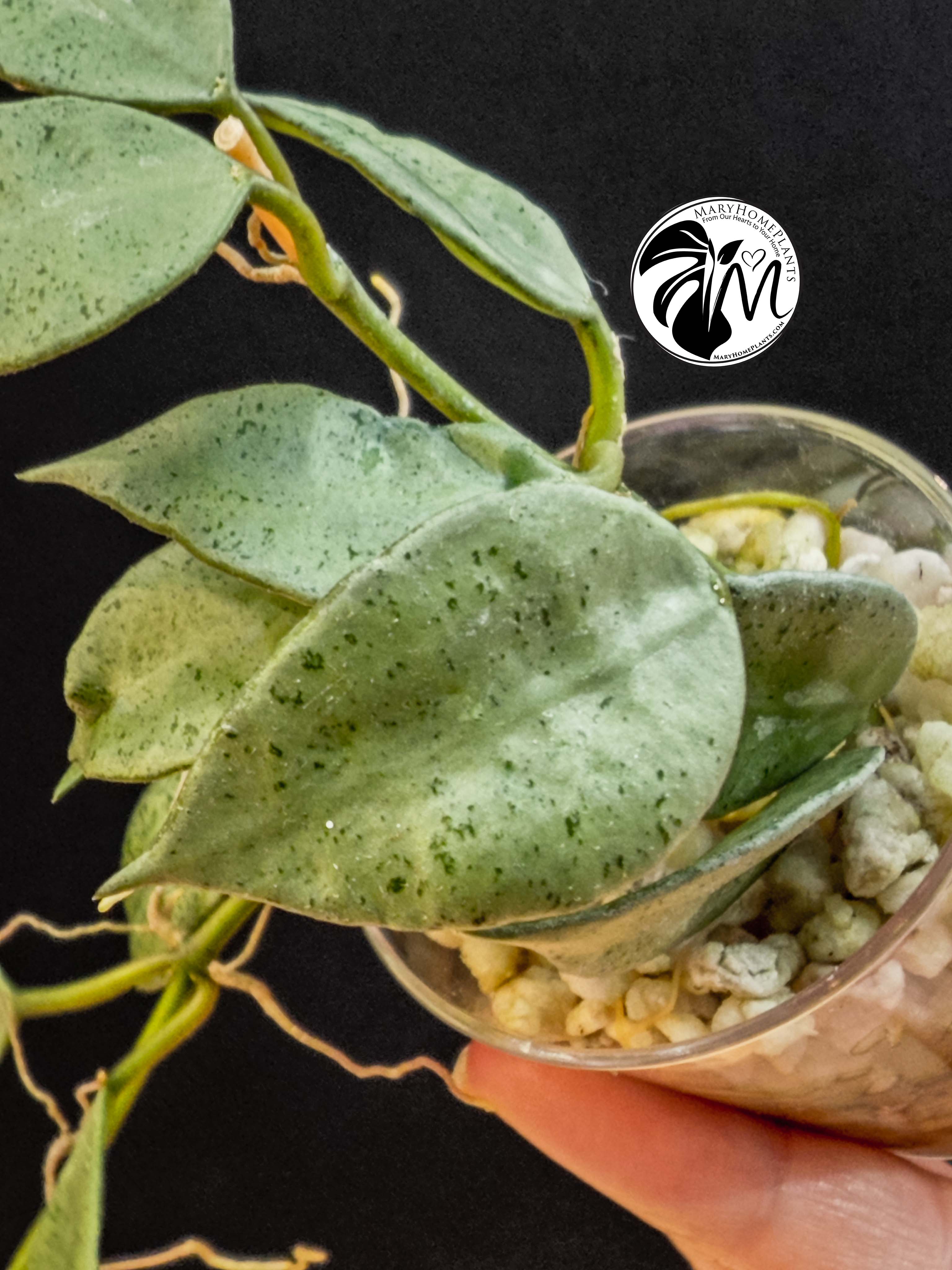 hoya lacunosa silver (copy)