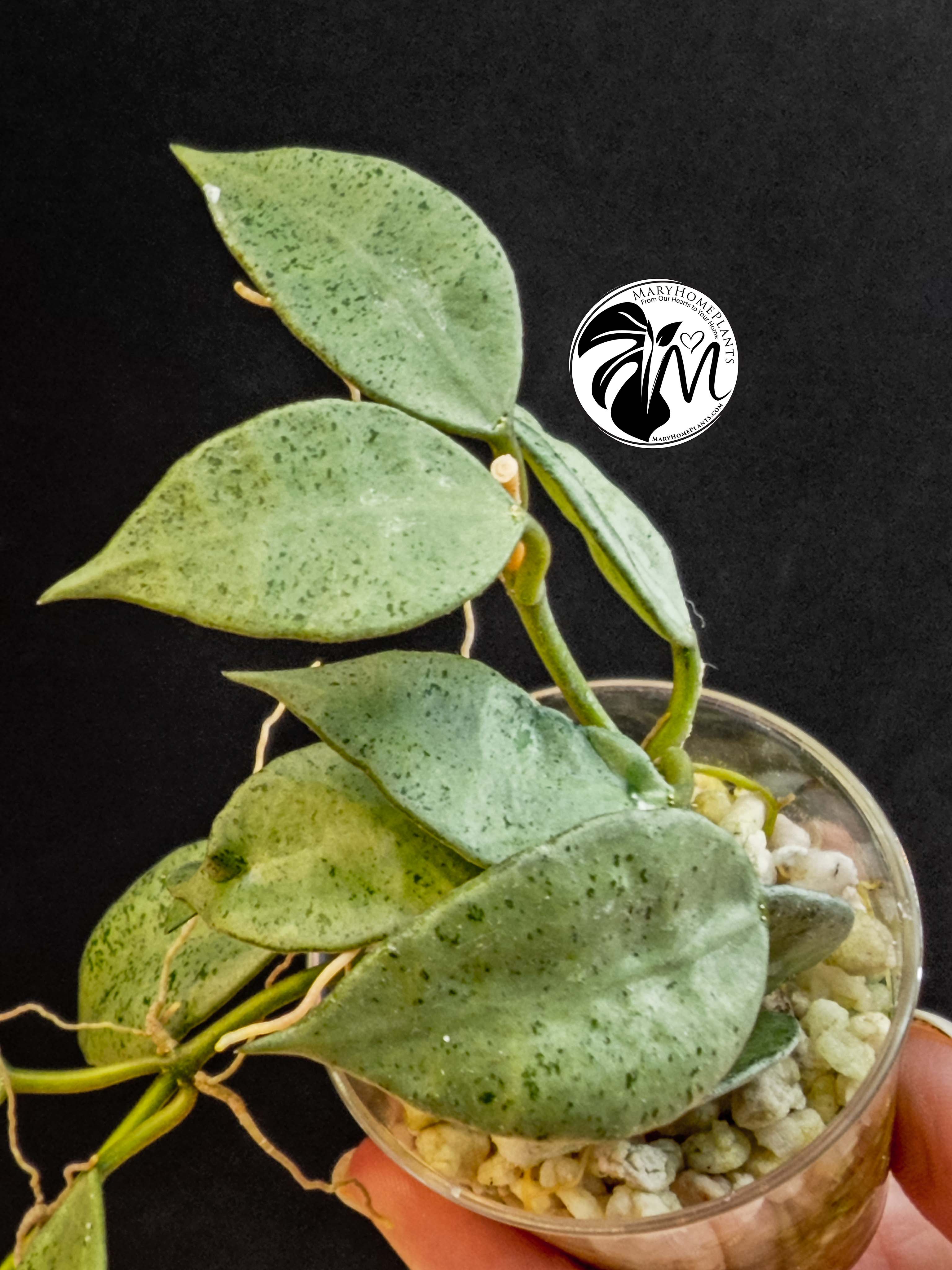 hoya lacunosa silver