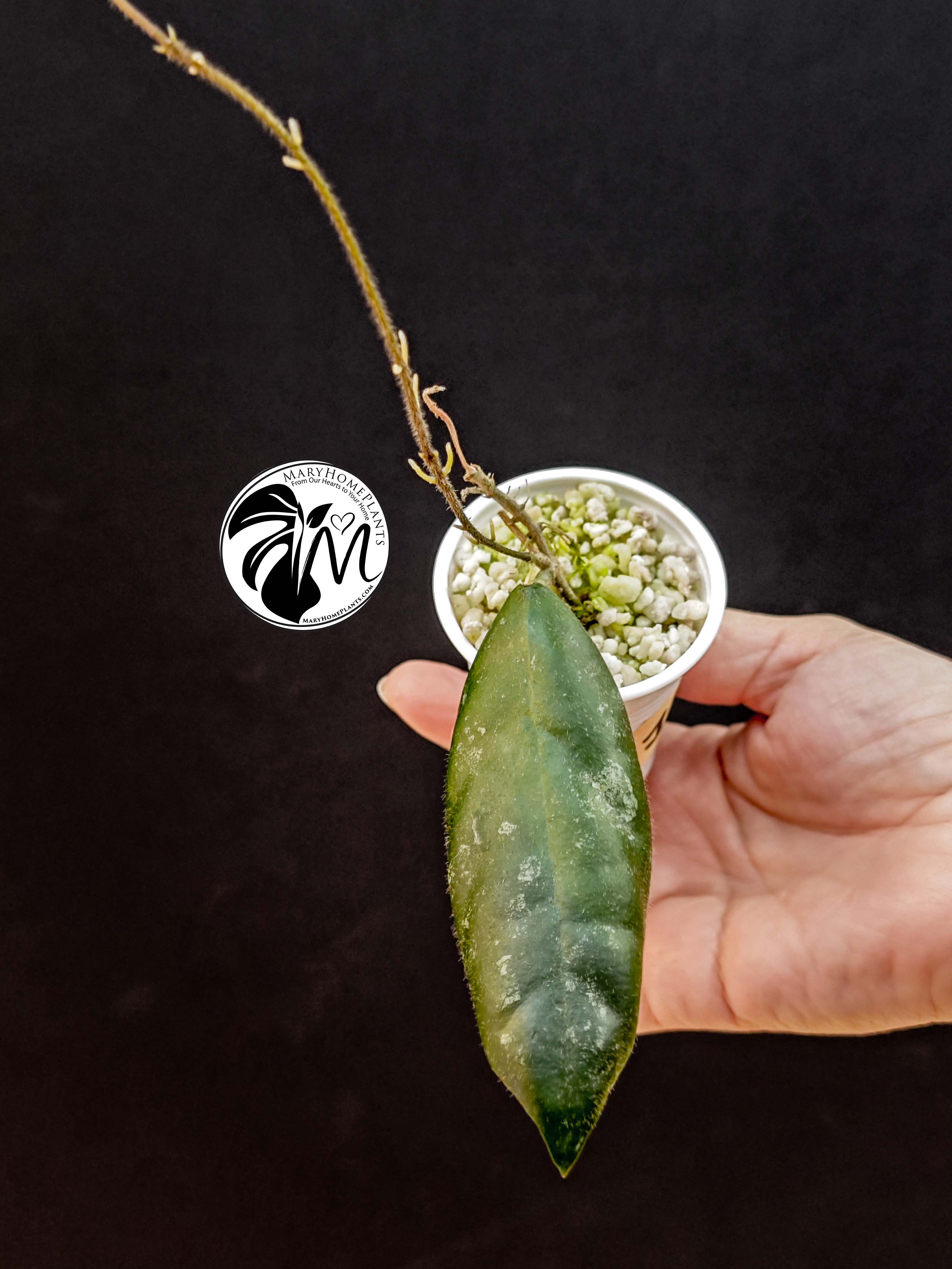 hoya lacunosa silver (copy)
