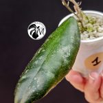 hoya lacunosa silver (copy)