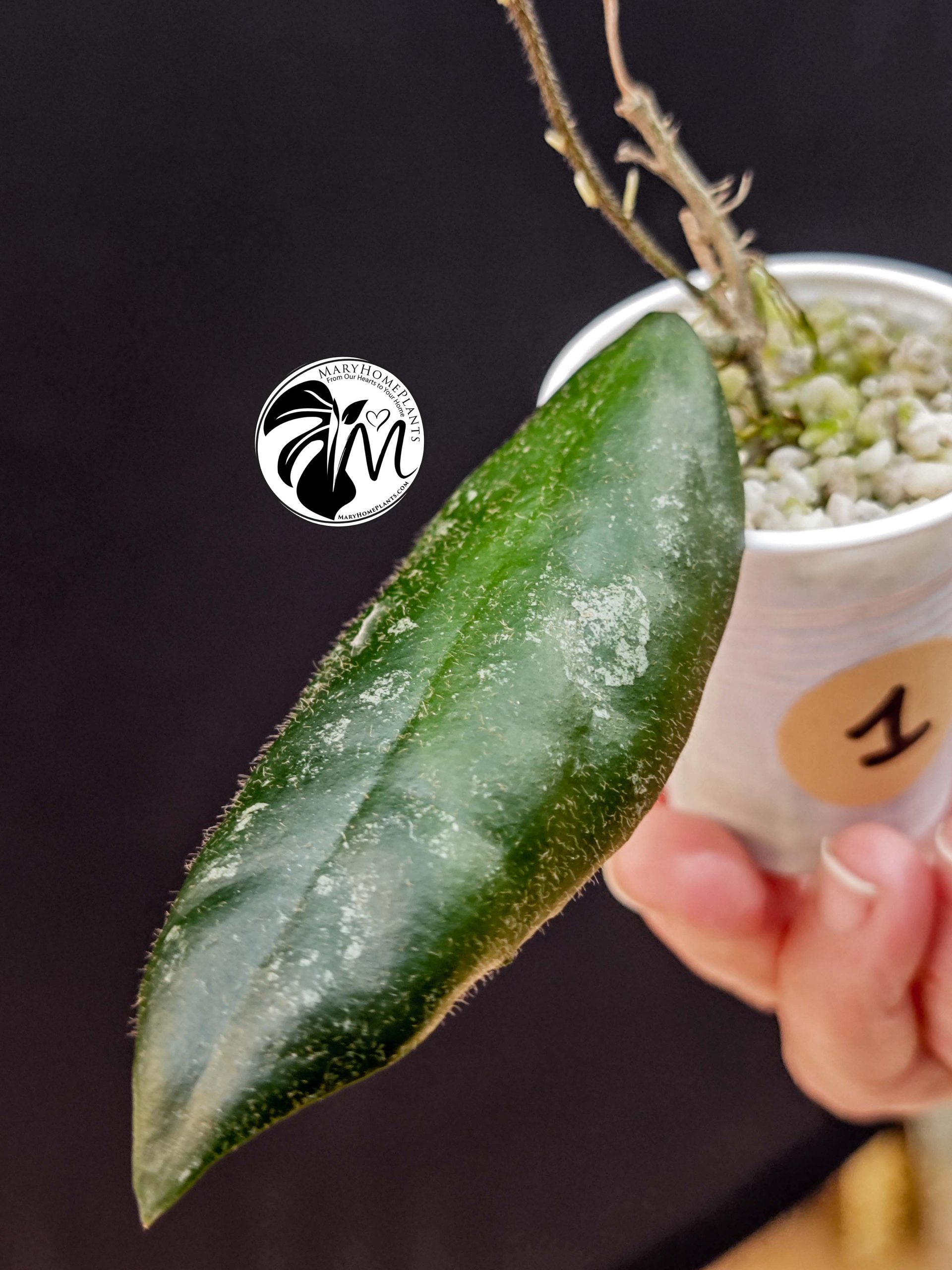 hoya lacunosa silver (copy)