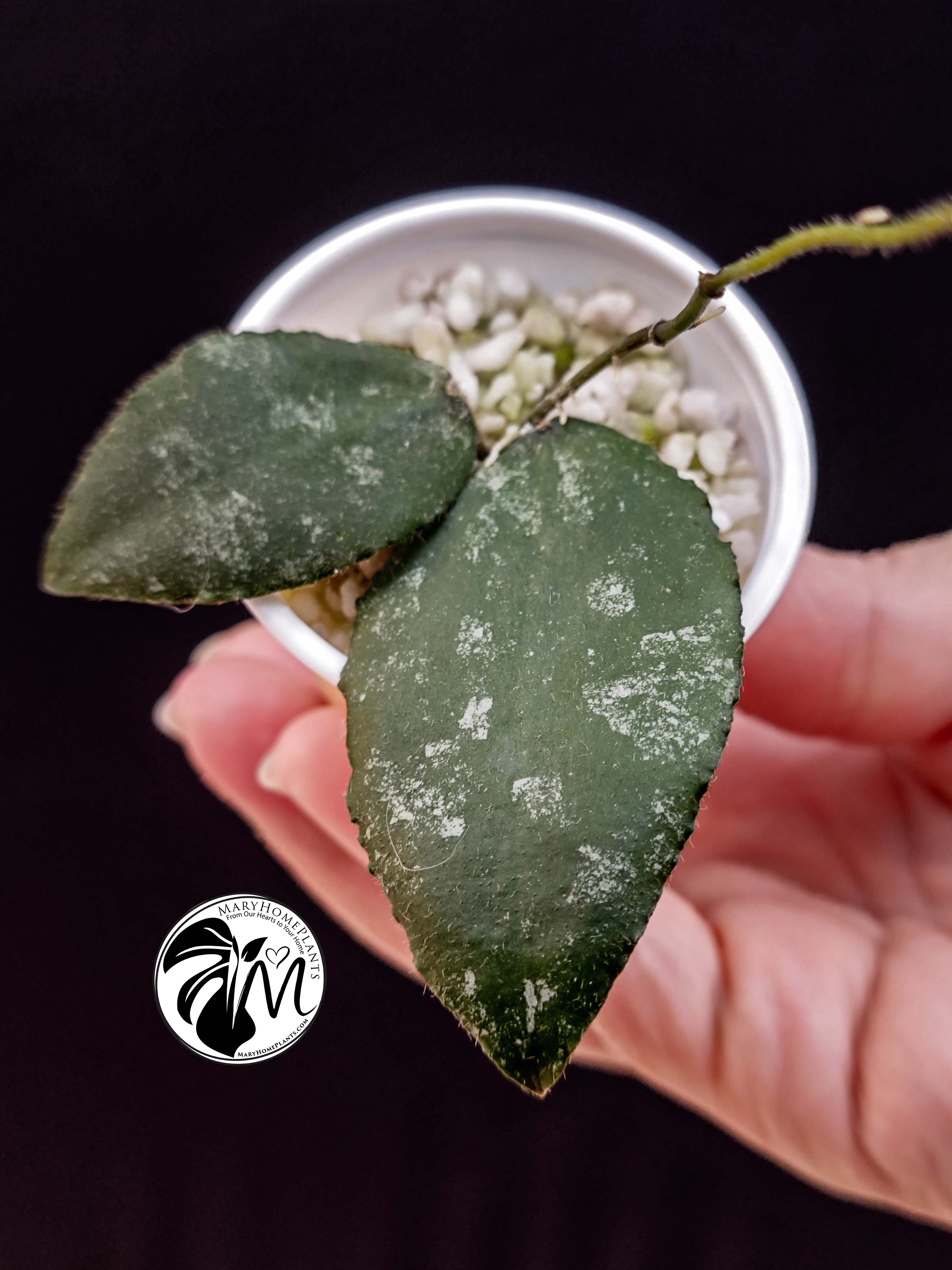 hoya caudata sumatra