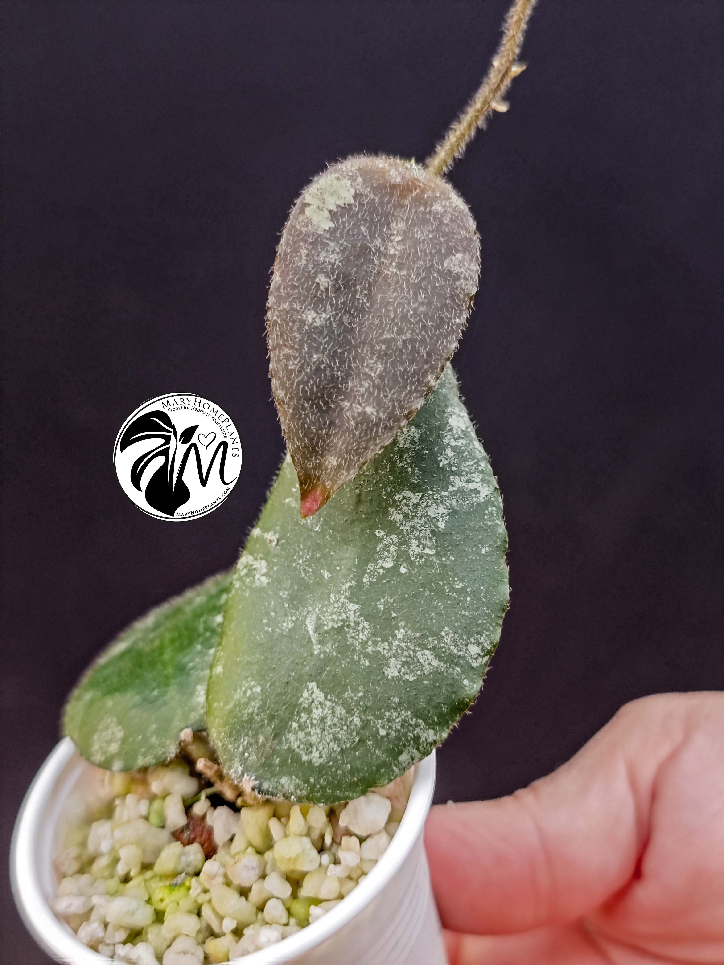 hoya caudata sumatra (copy)