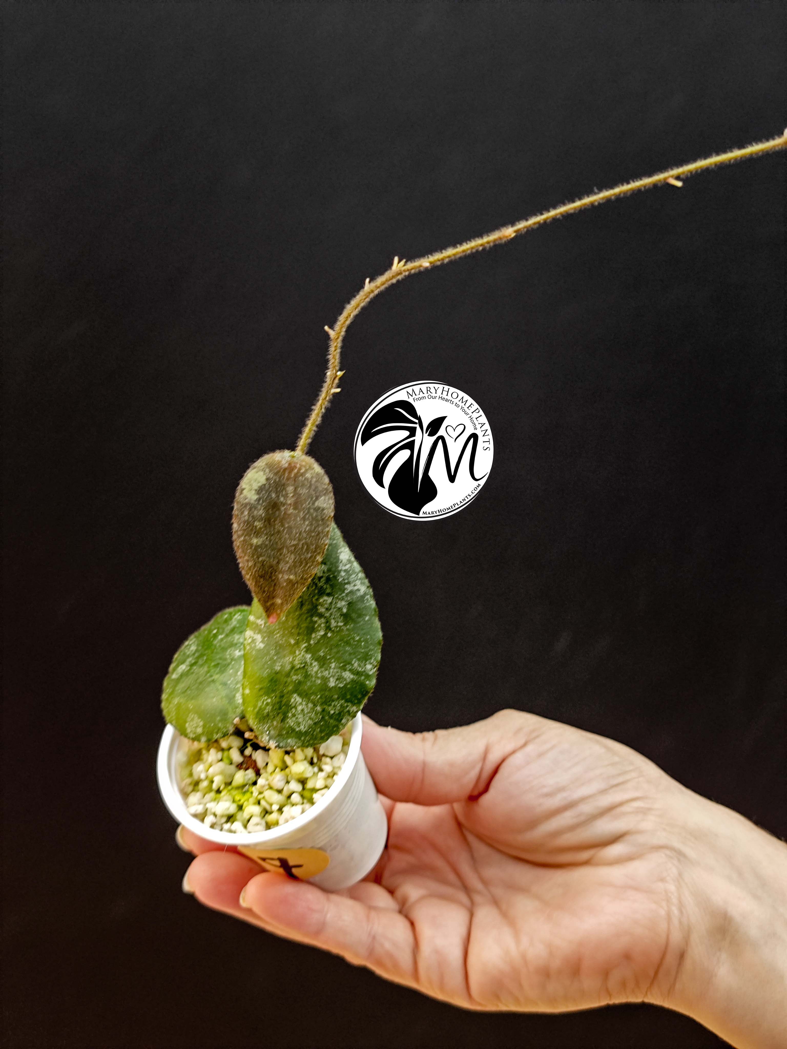 hoya caudata sumatra (copy)
