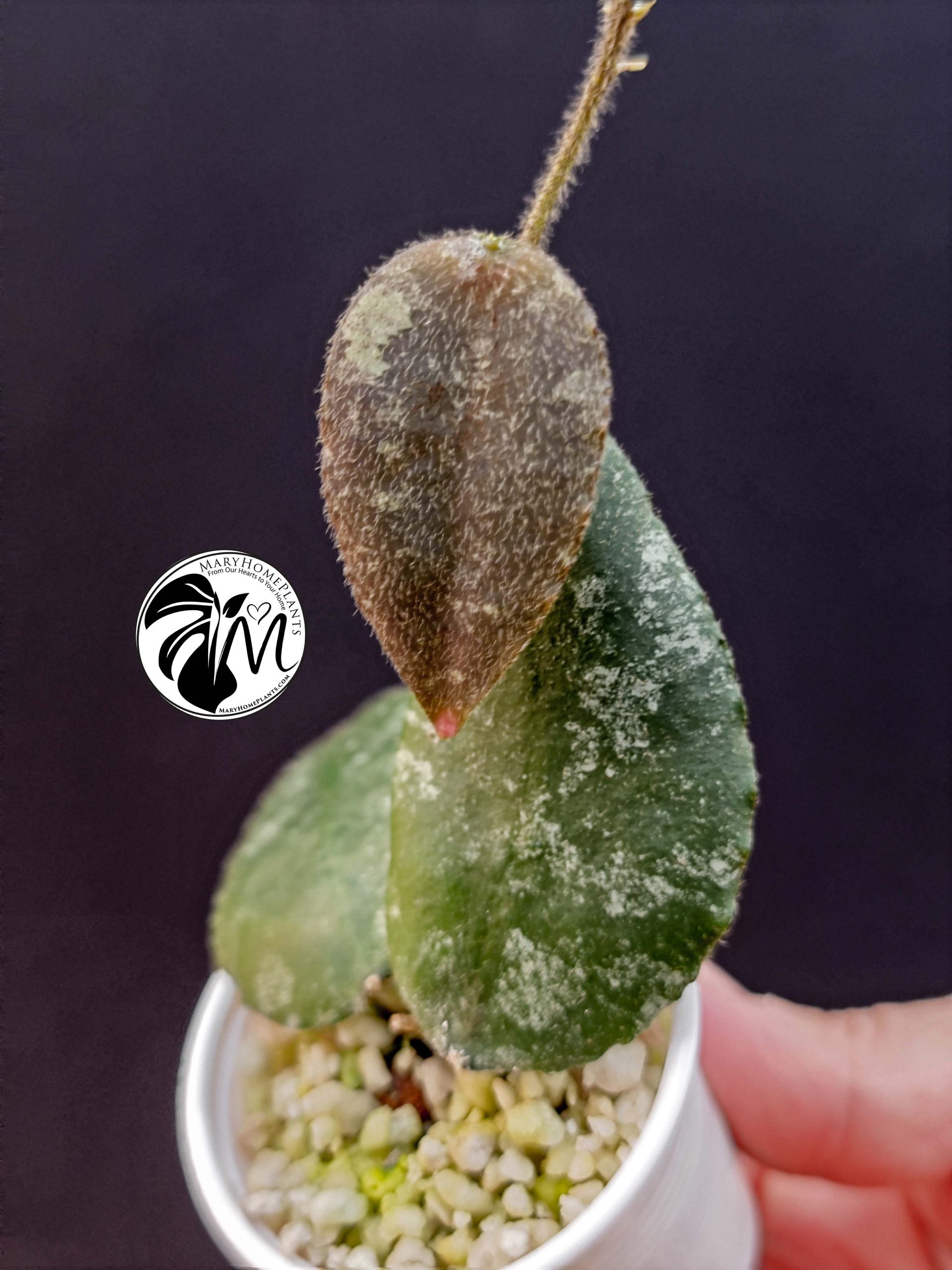 hoya caudata sumatra (copy)