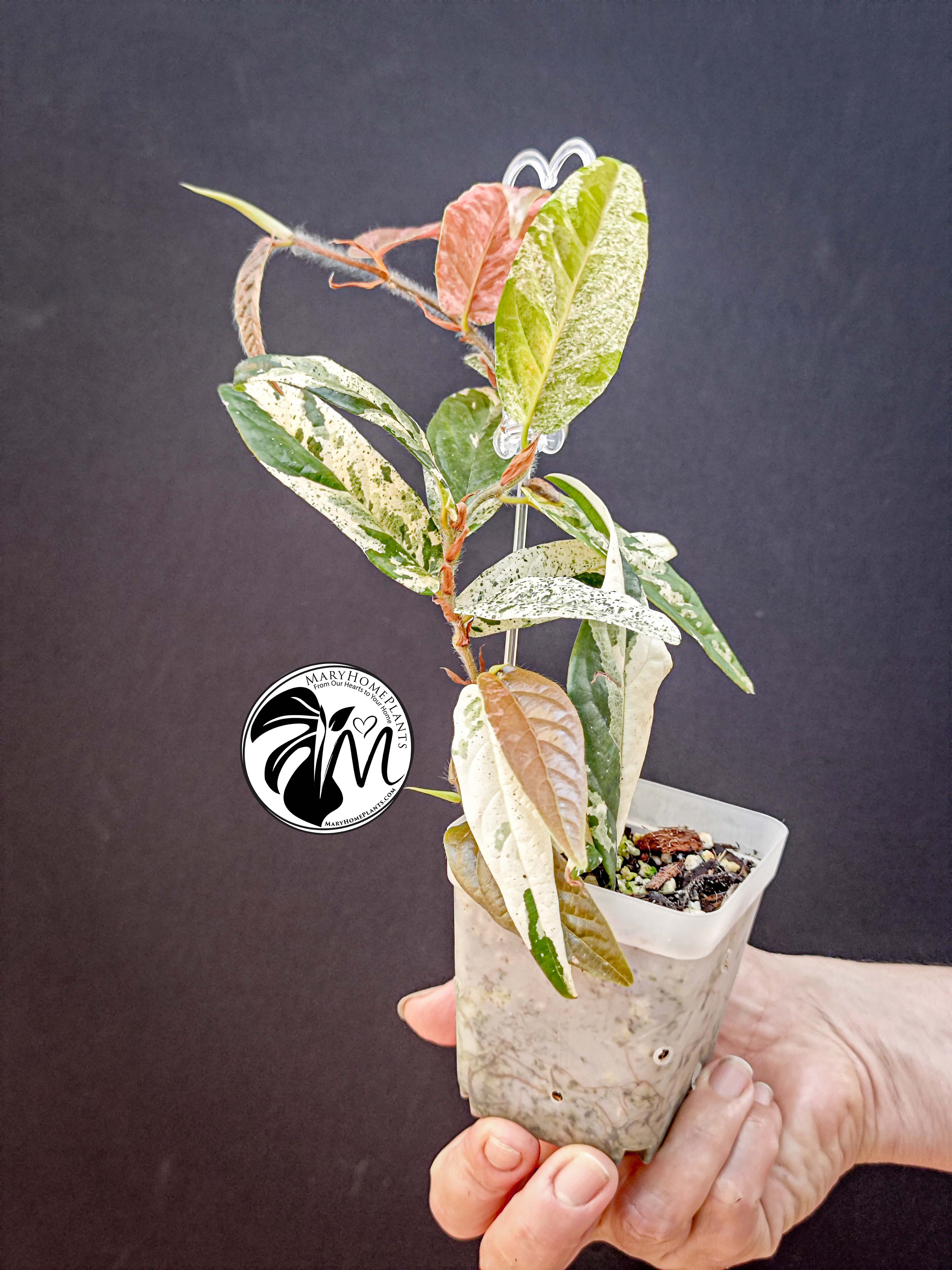 ficus sagittata variegated (copy)