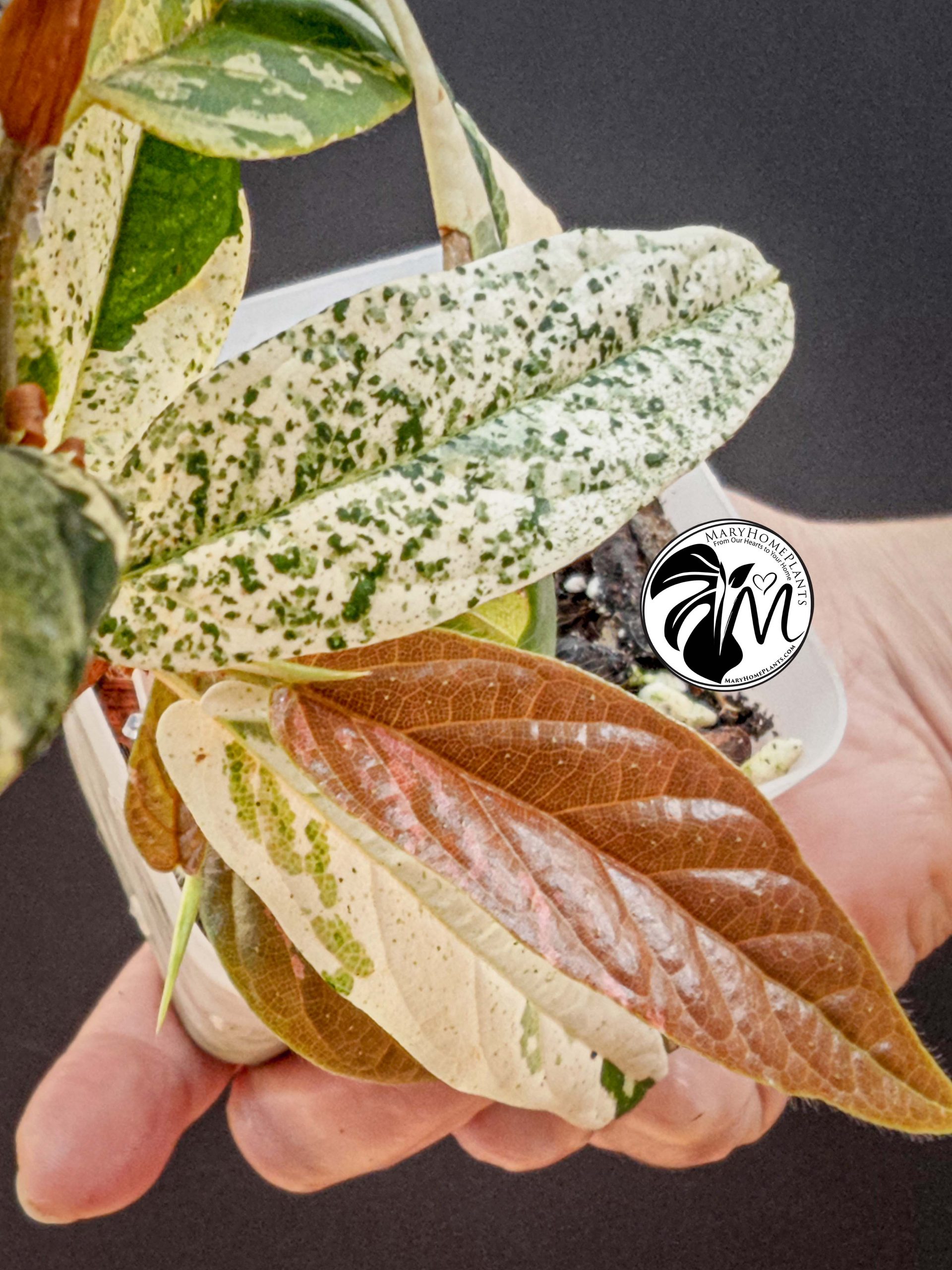 ficus sagittata variegated (copy)