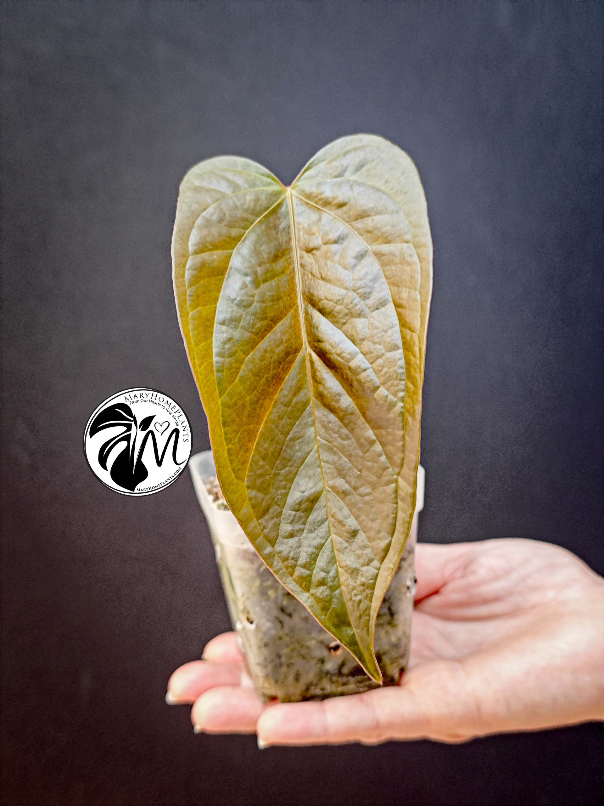 anthurium queen of hearts (copy)