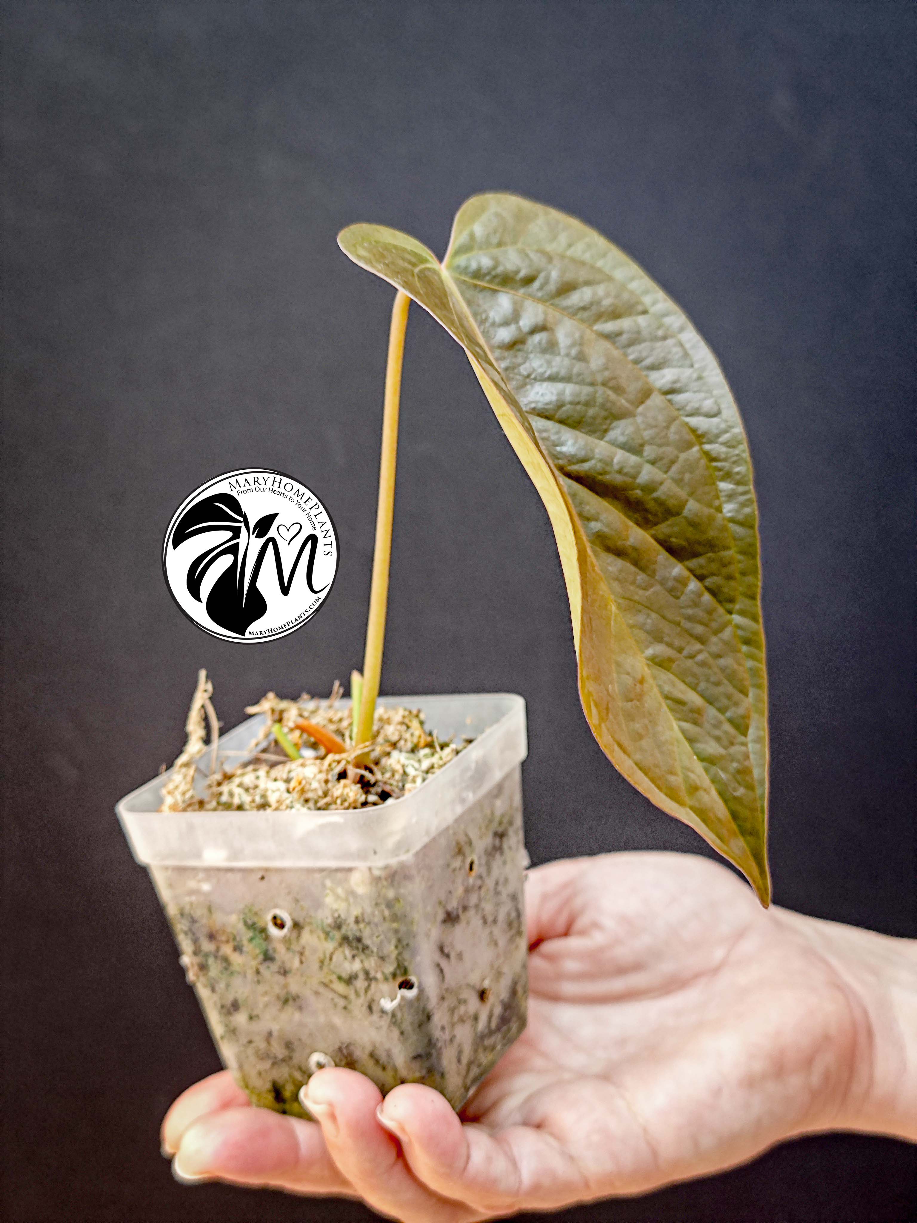 anthurium queen of hearts (copy)