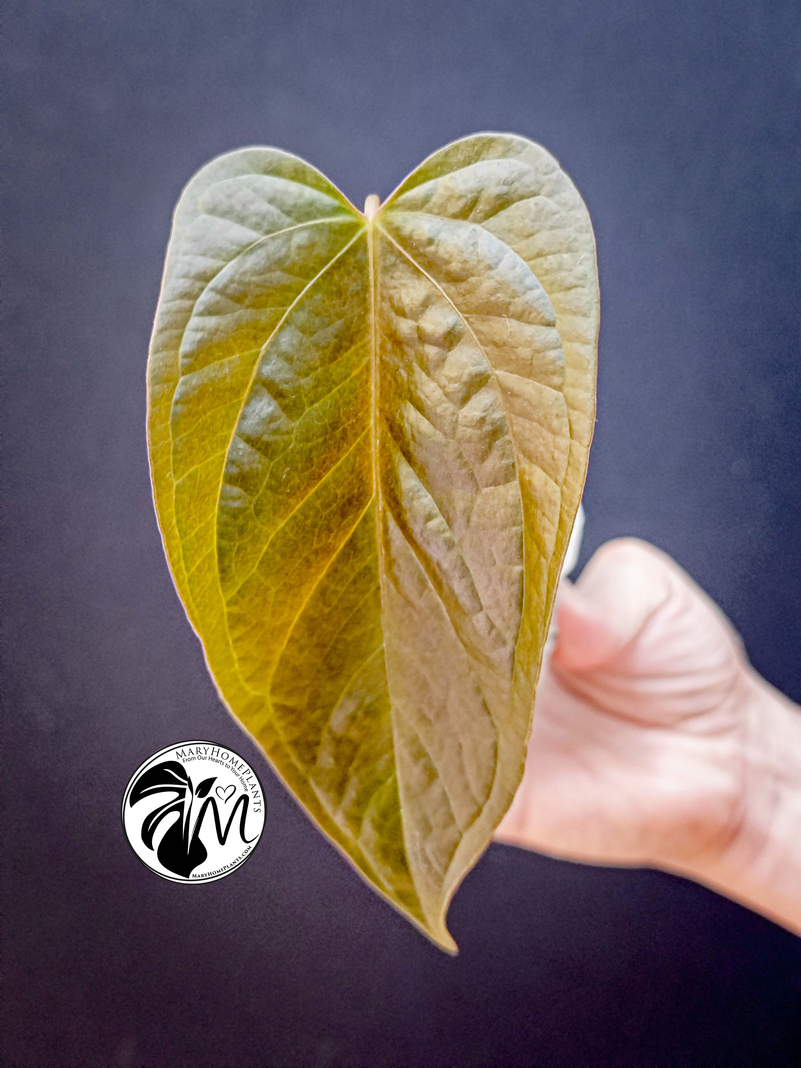 anthurium queen of hearts (copy)