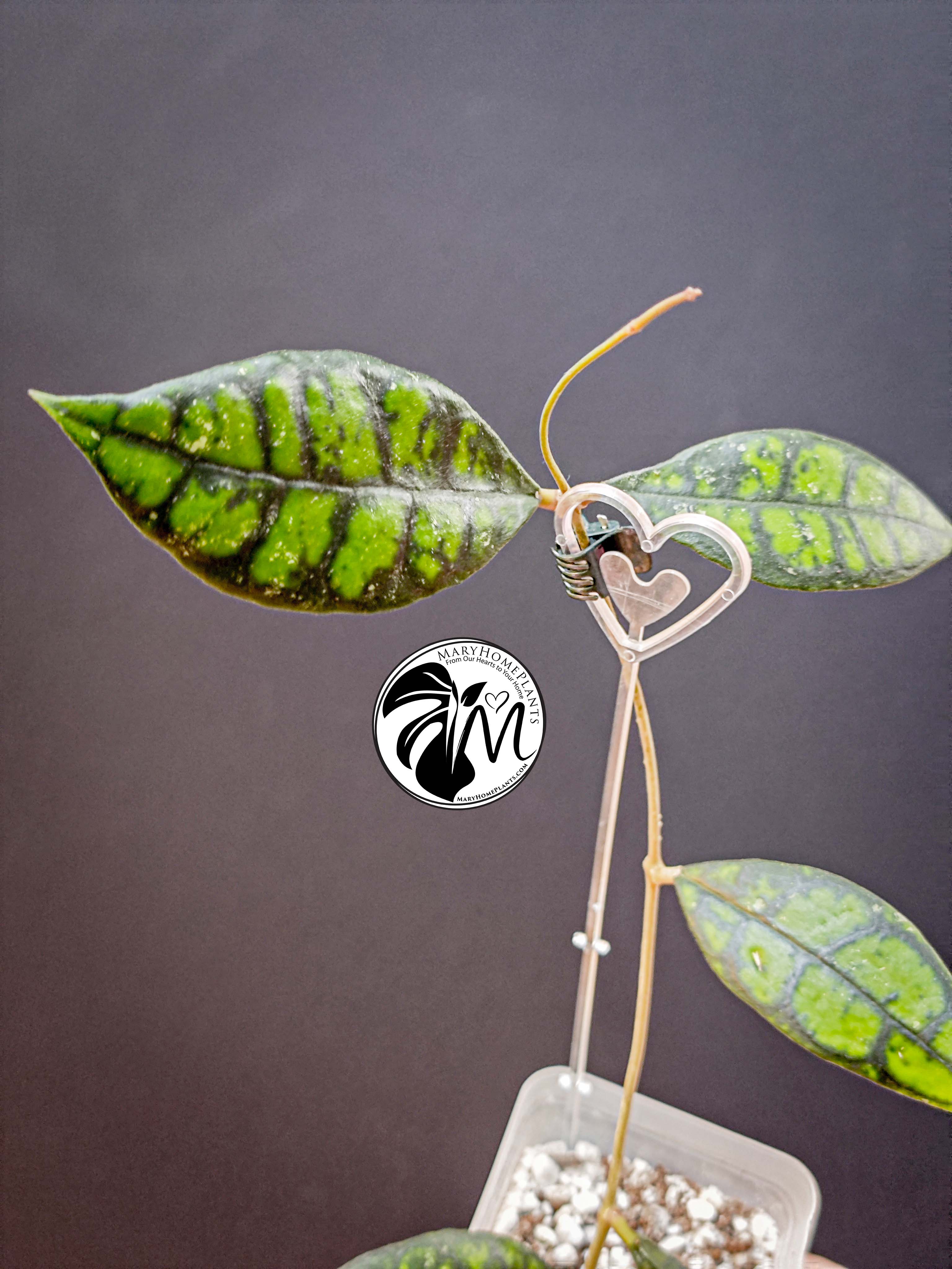 hoya black cat