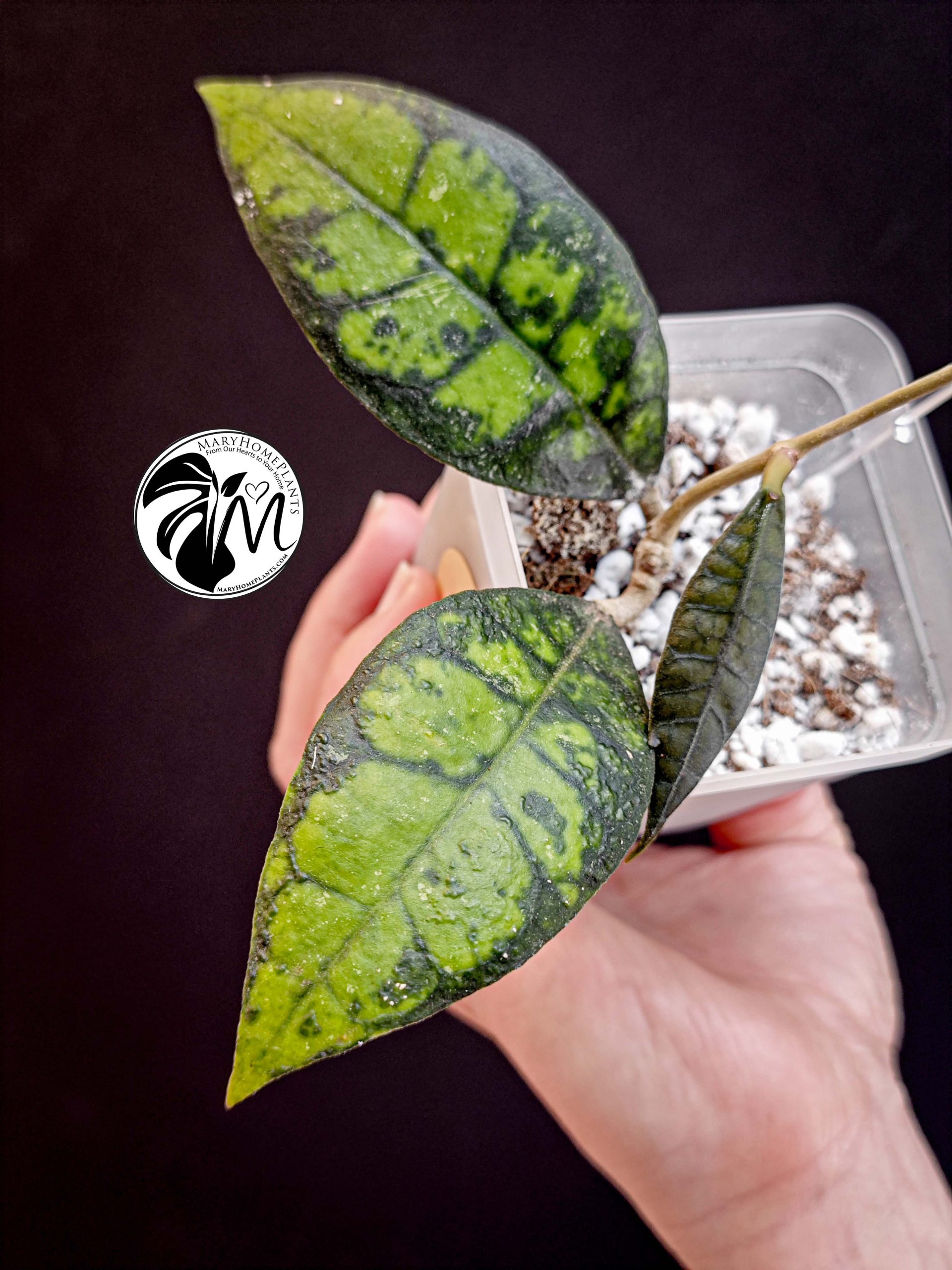 hoya black cat