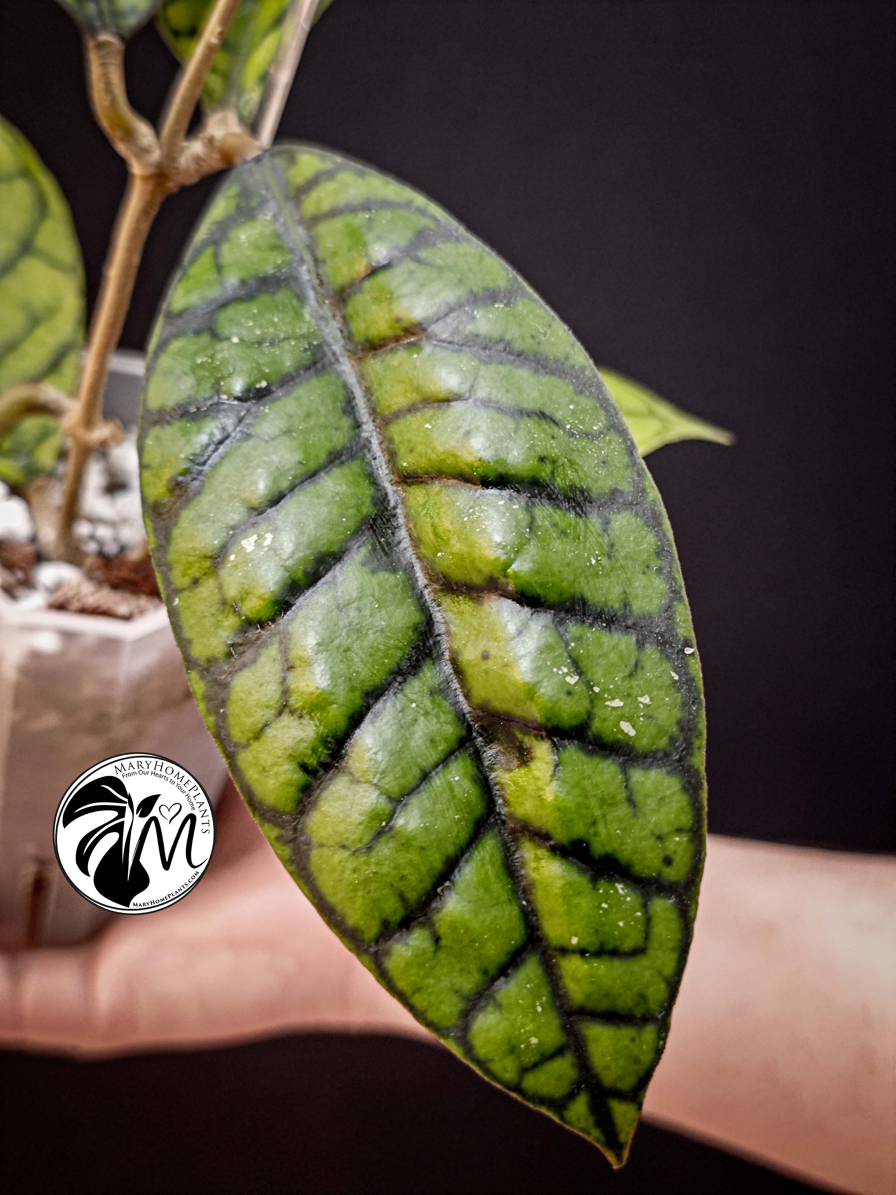hoya callistophylla