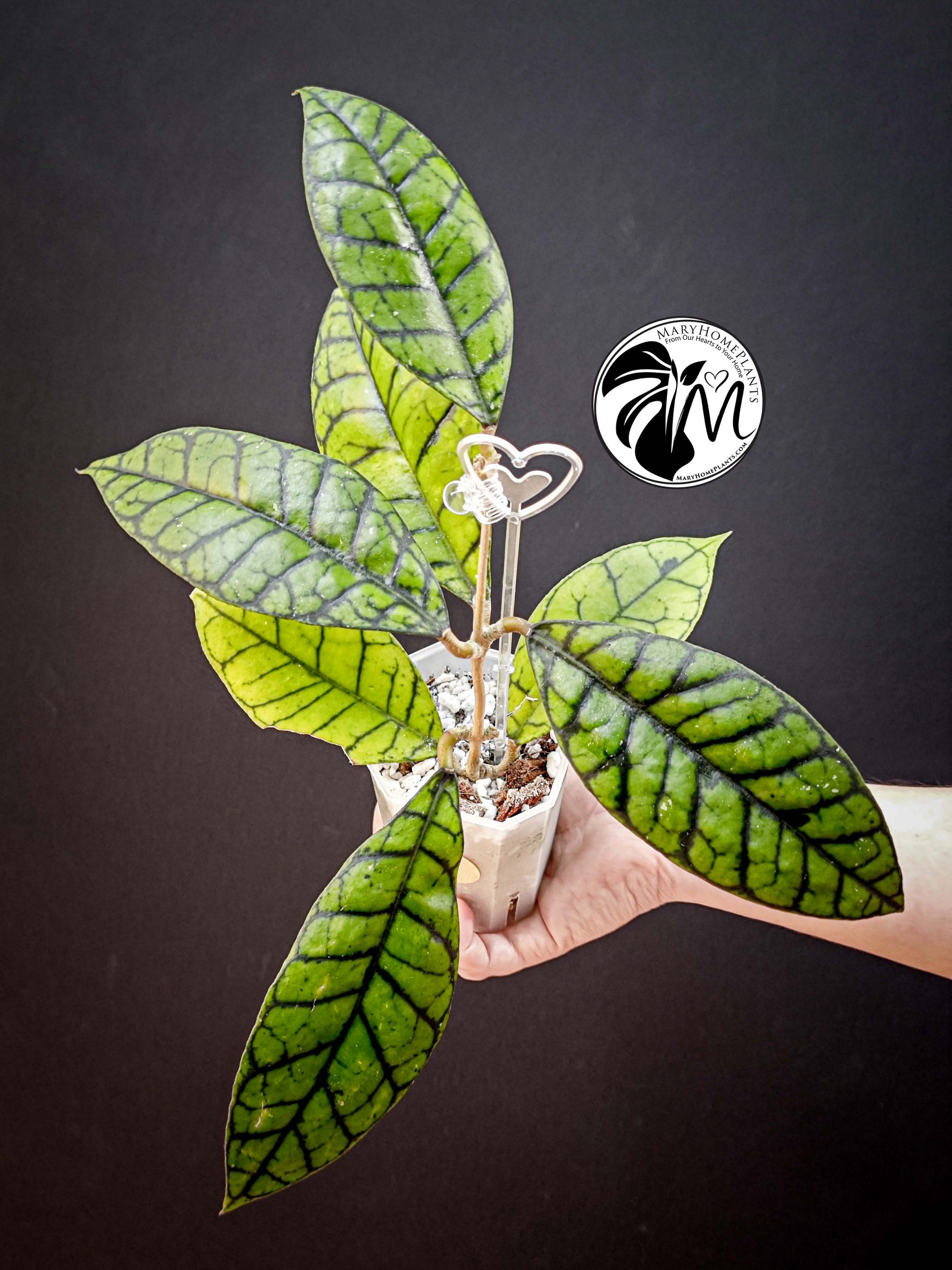 hoya callistophylla