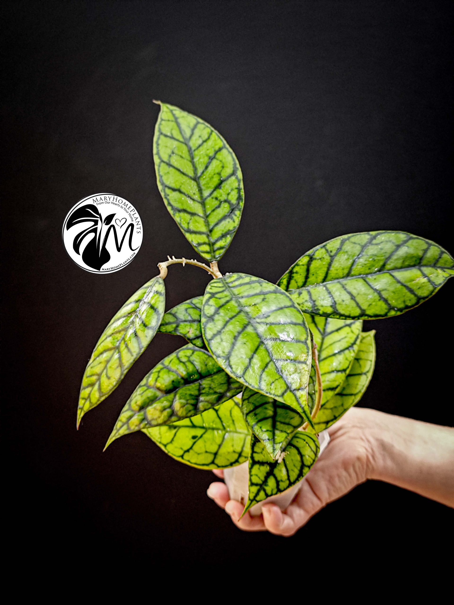 hoya callistophylla (copy)