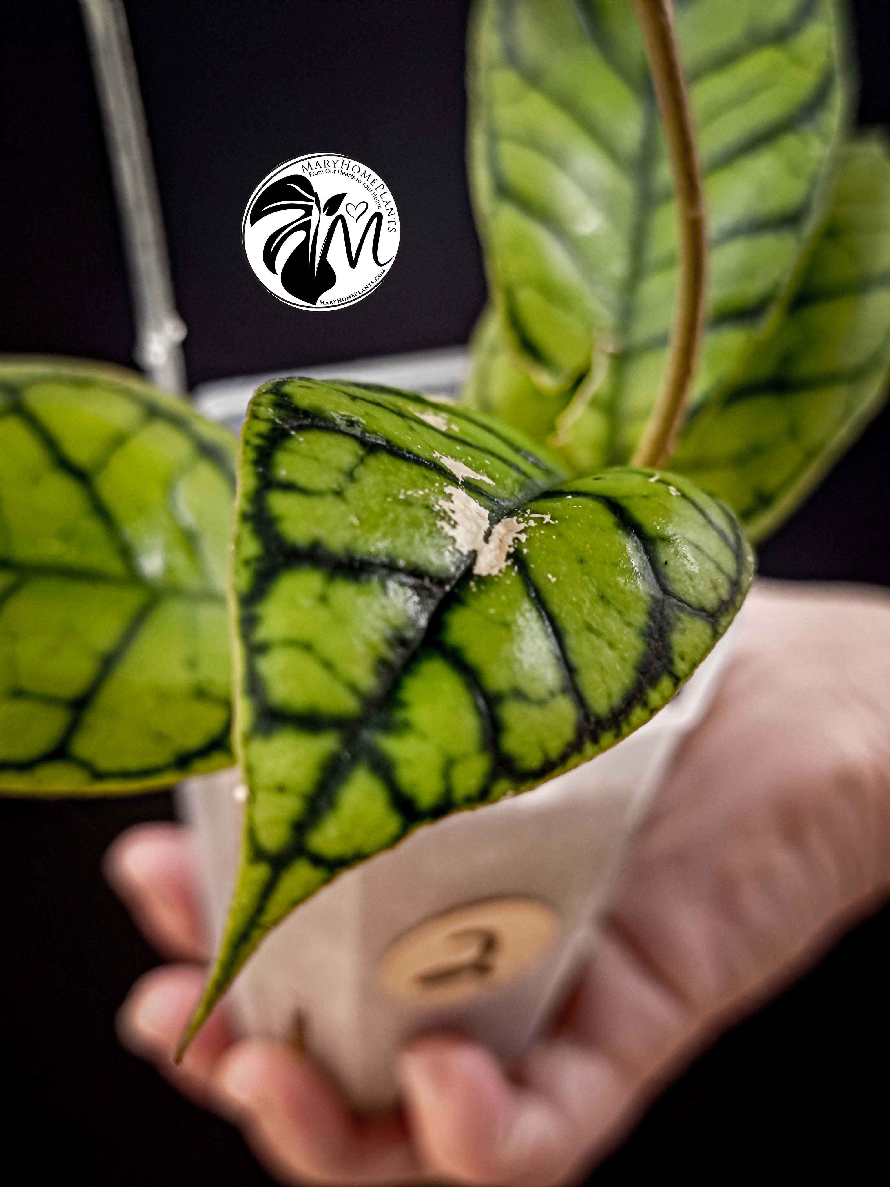 hoya callistophylla (copy)