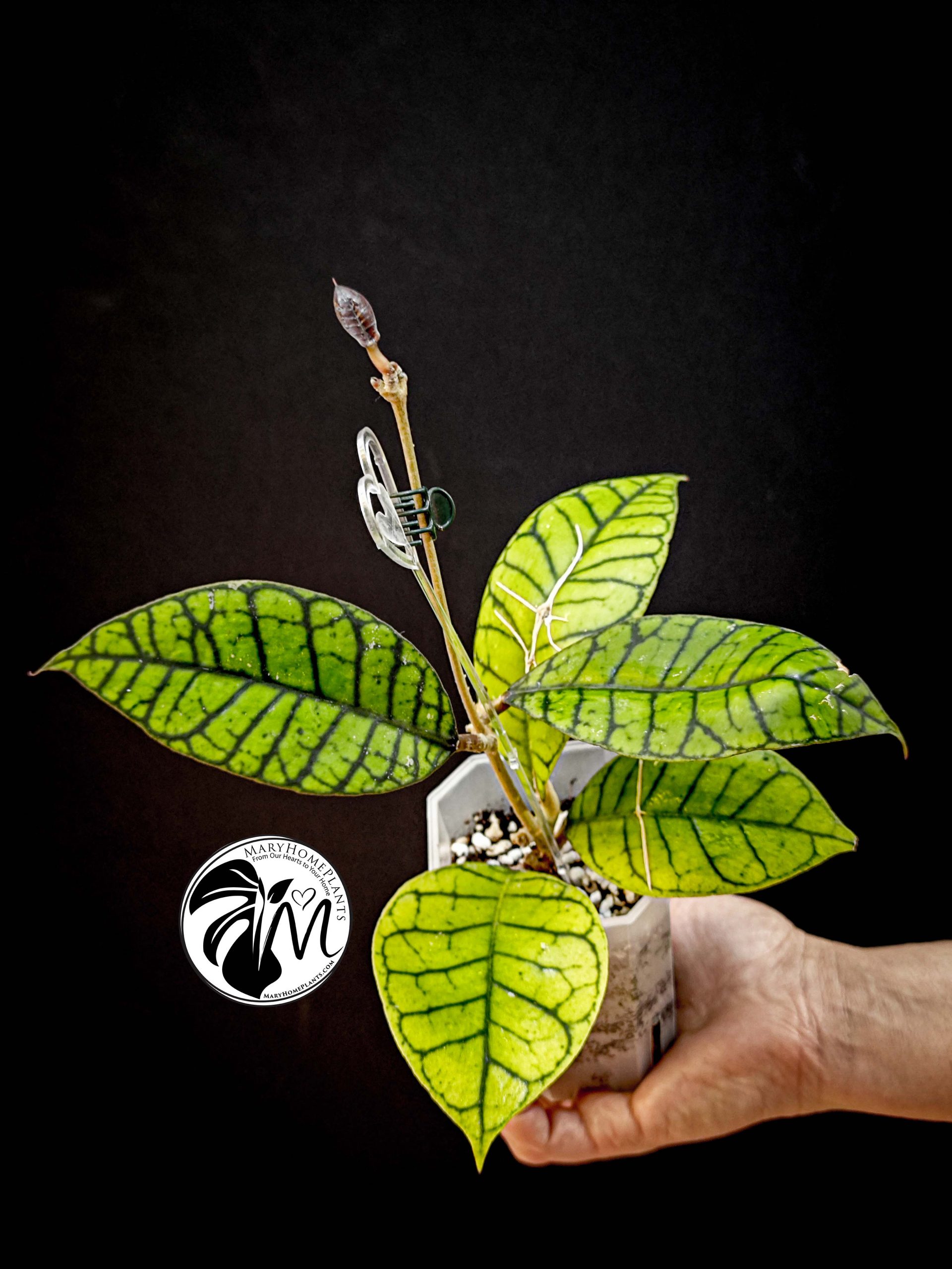 hoya callistophylla