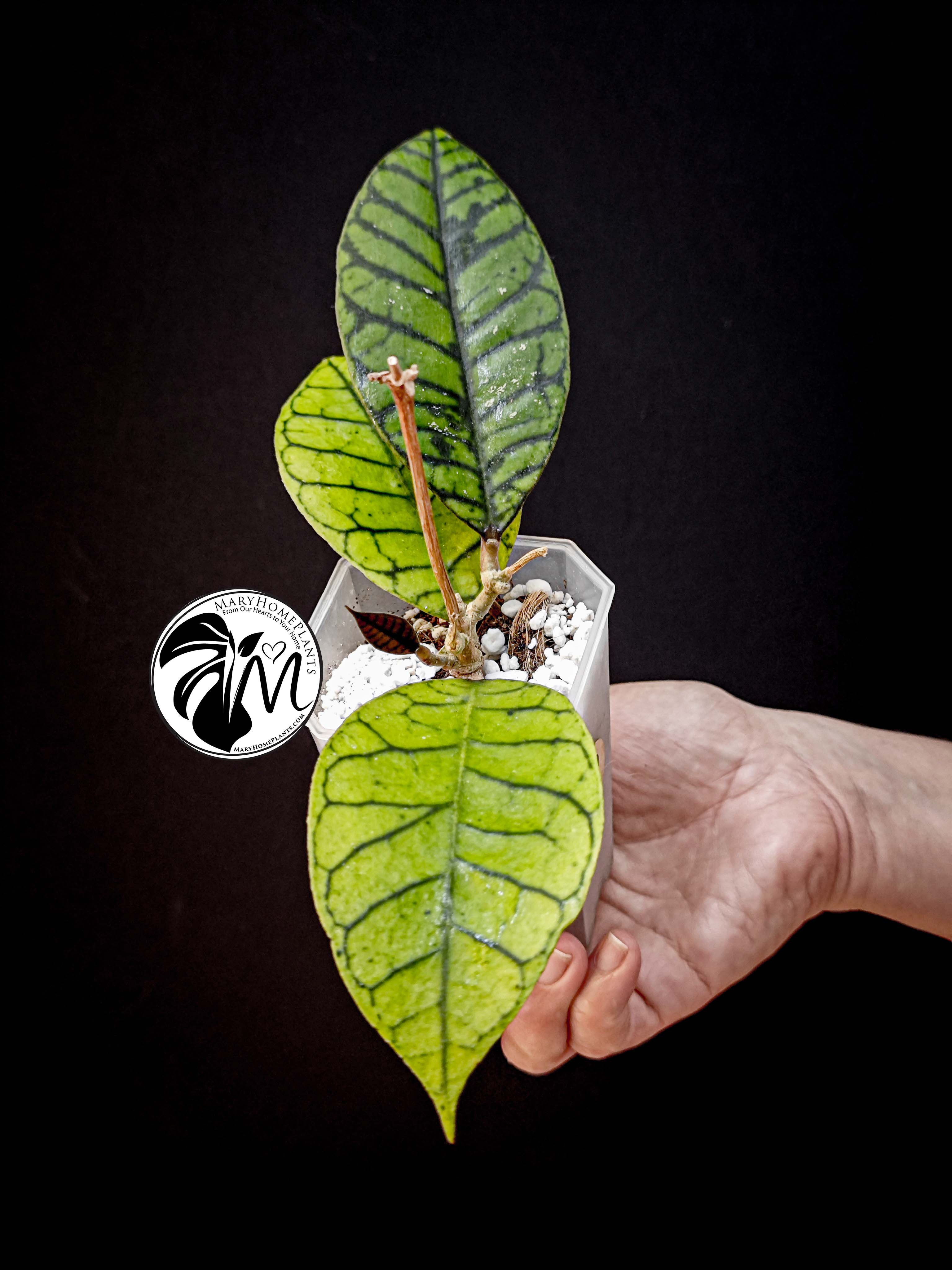 hoya callistophylla (copy)
