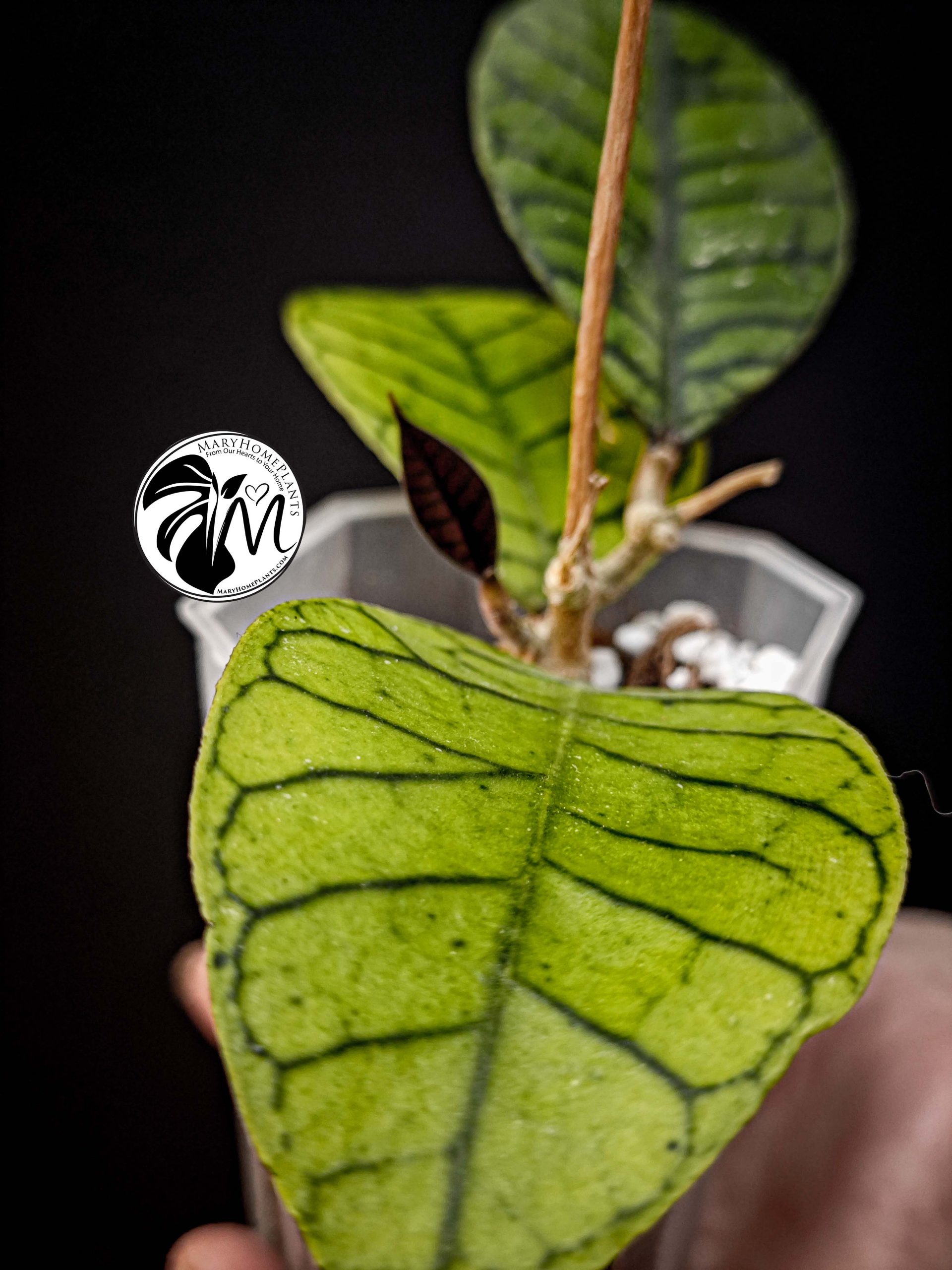 hoya callistophylla (copy)