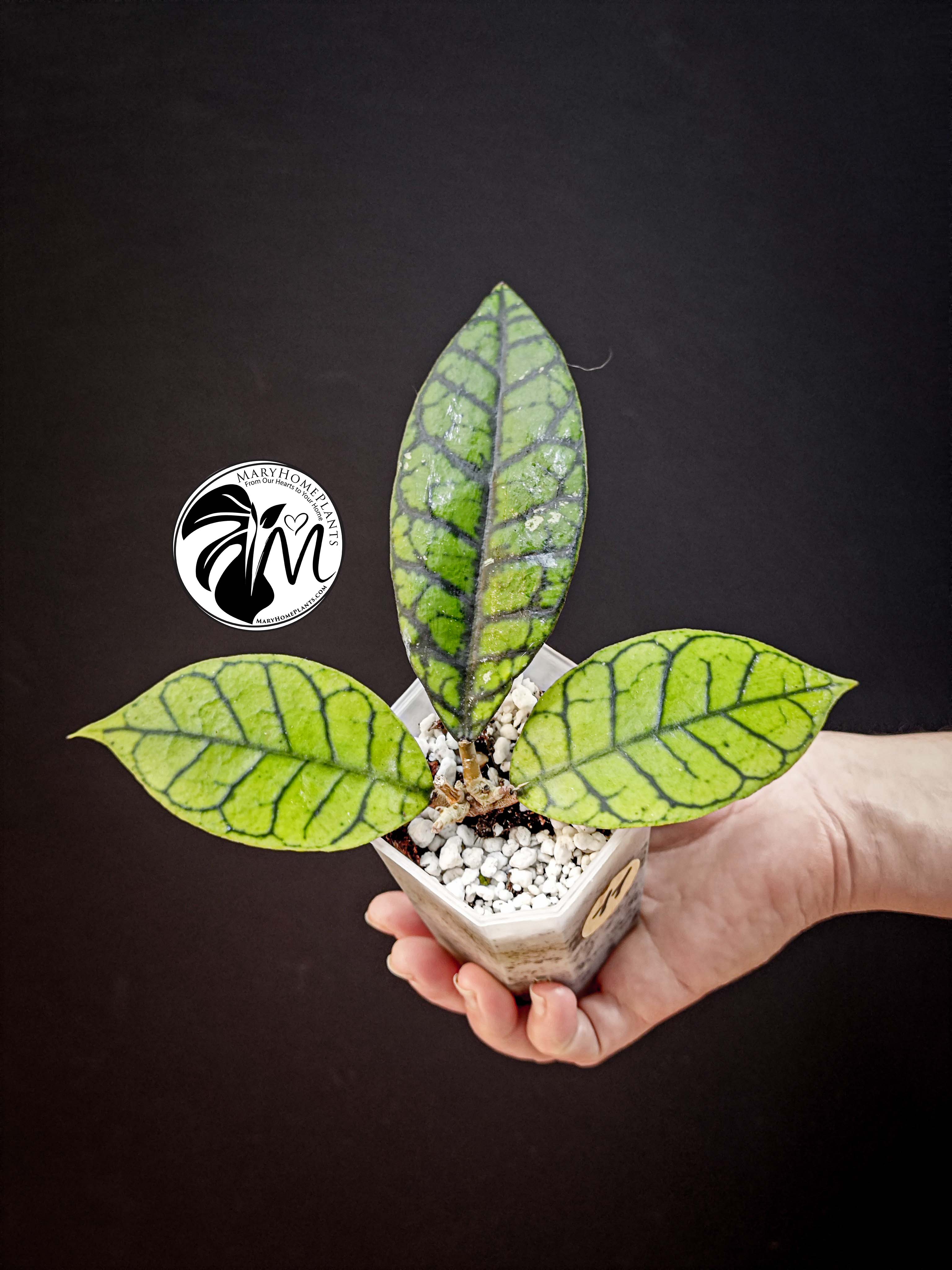 hoya callistophylla (copy)