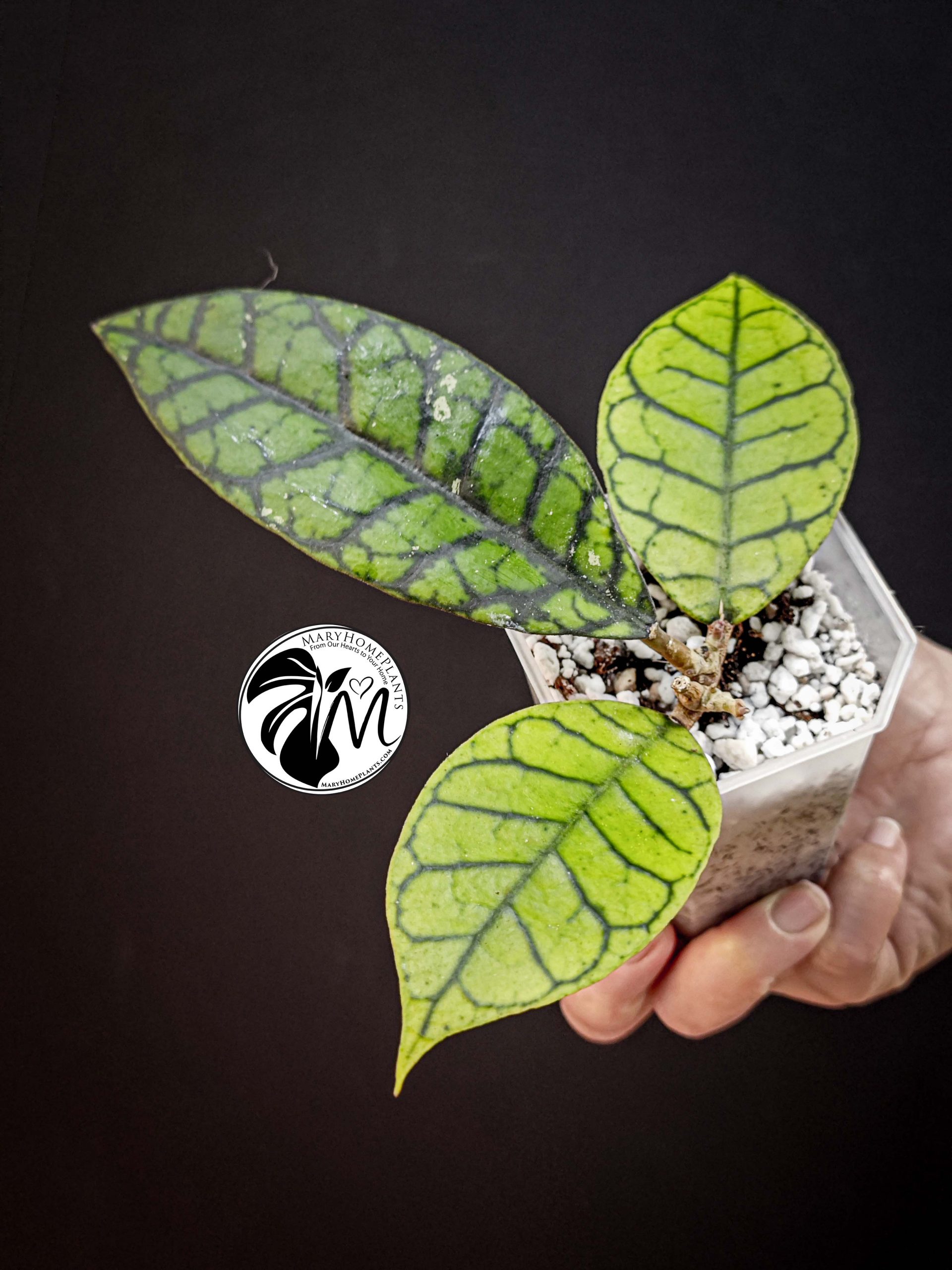 hoya callistophylla (copy)