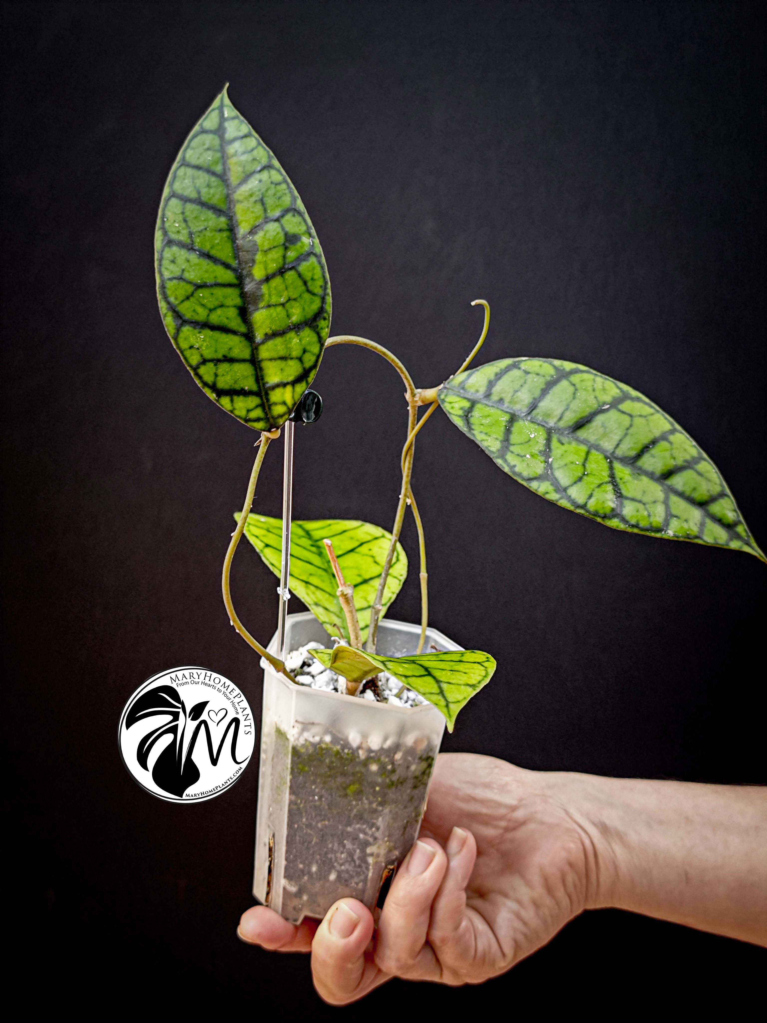 hoya callistophylla (copy)