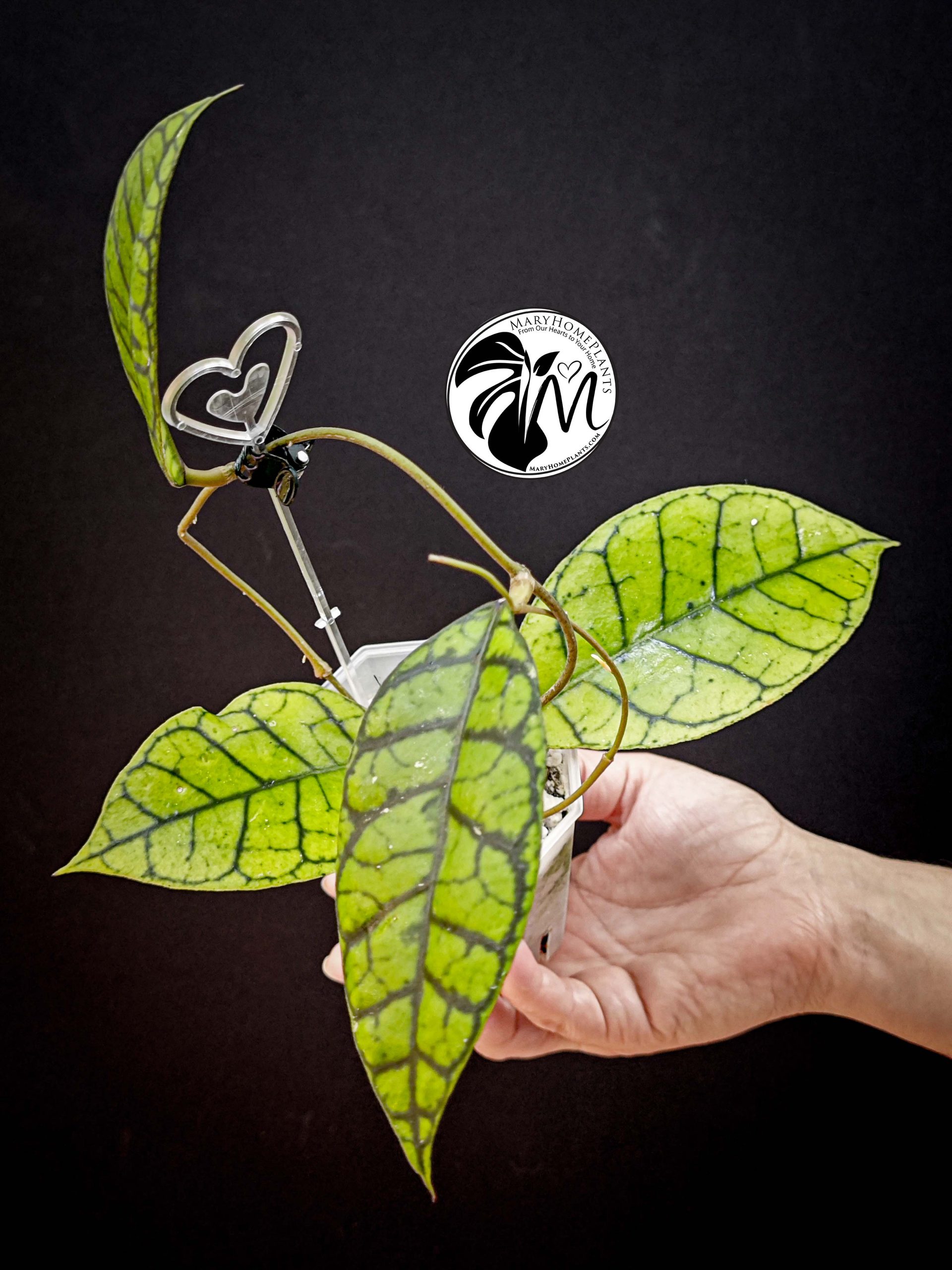 hoya callistophylla (copy)