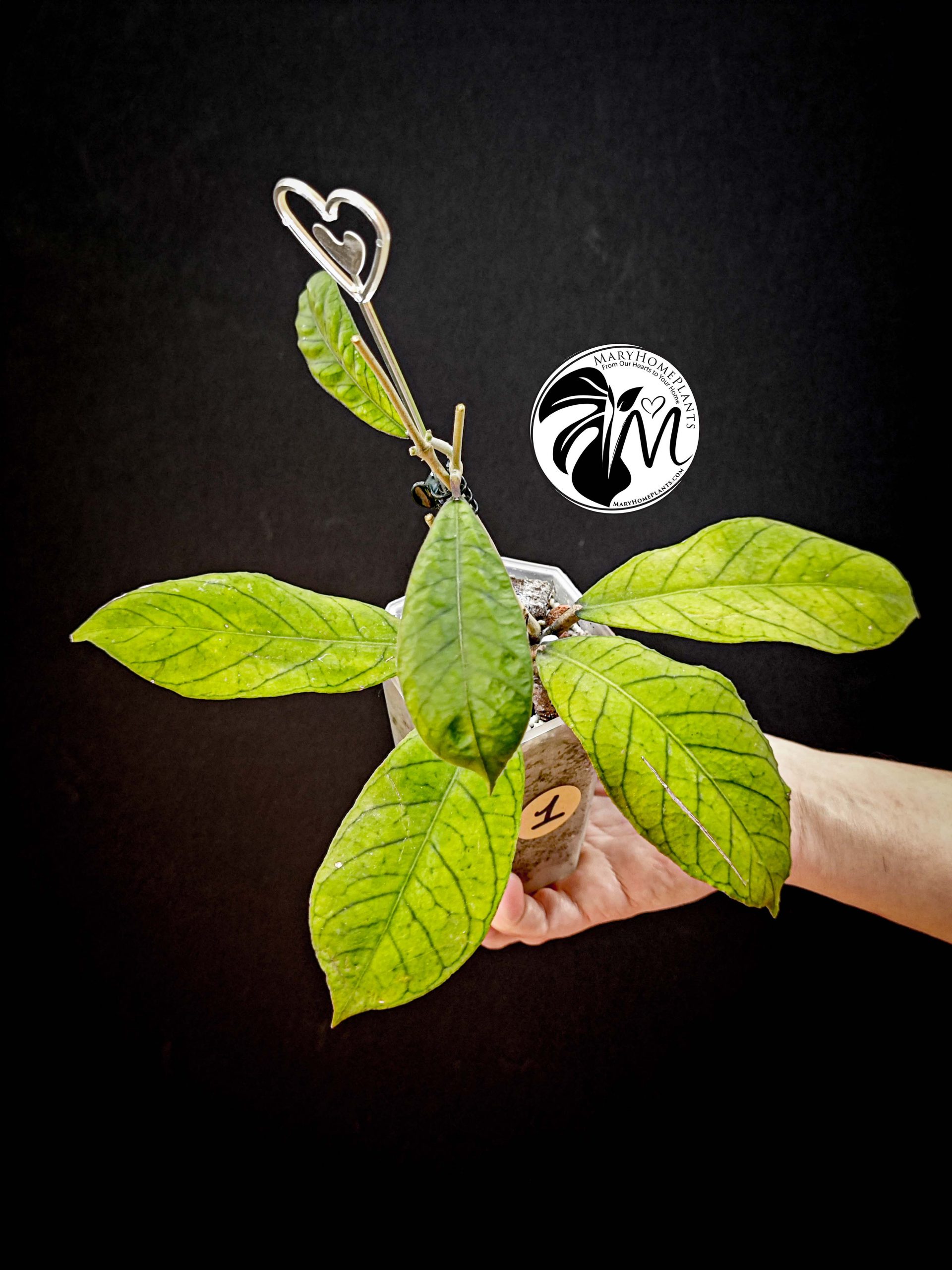 hoya callistophylla (copy)