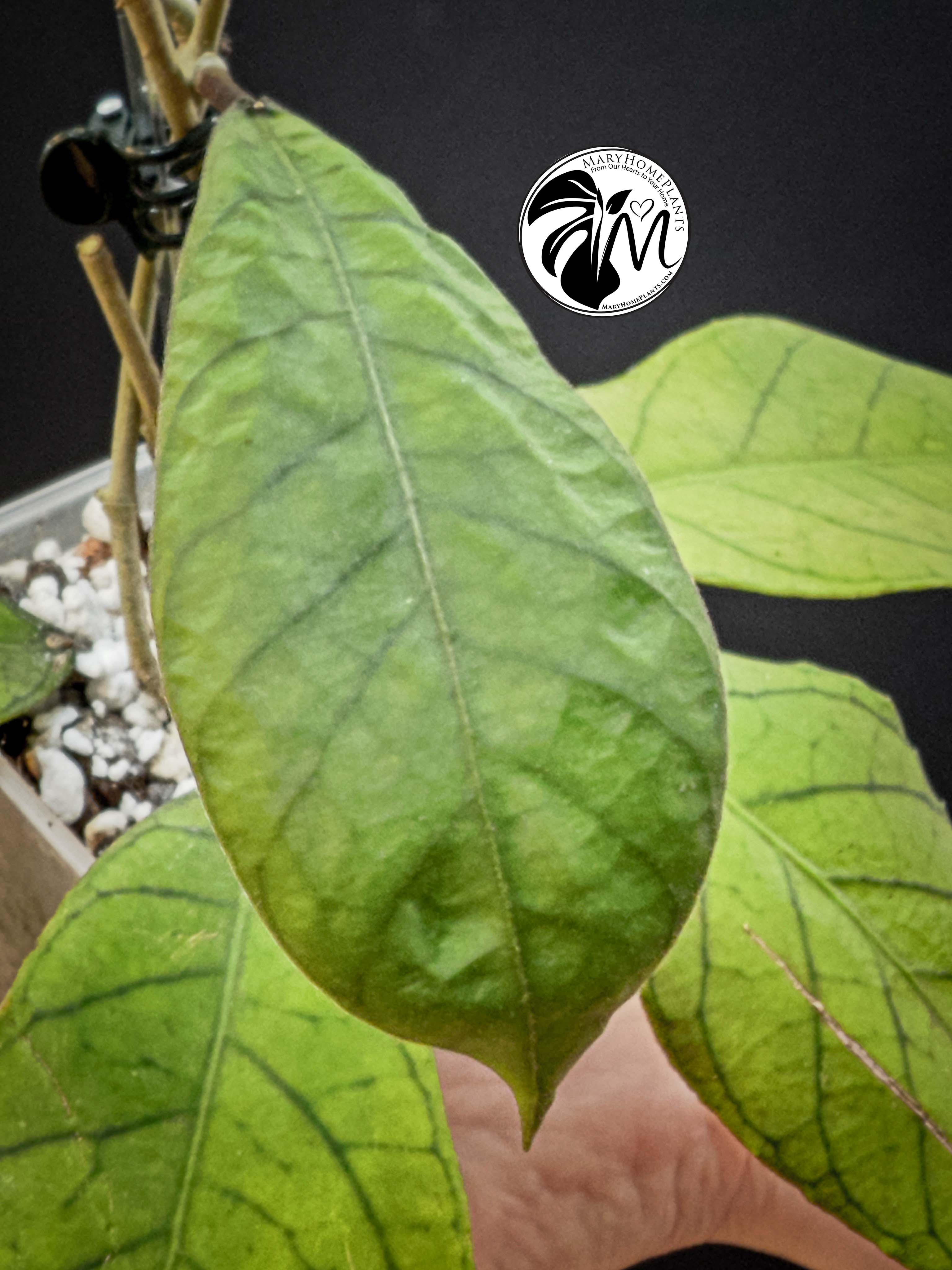 hoya callistophylla (copy)