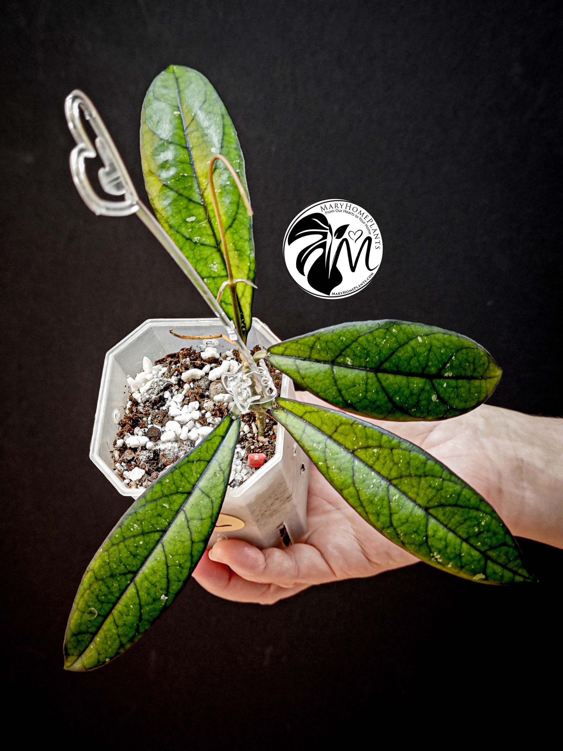 hoya sabah (copy)
