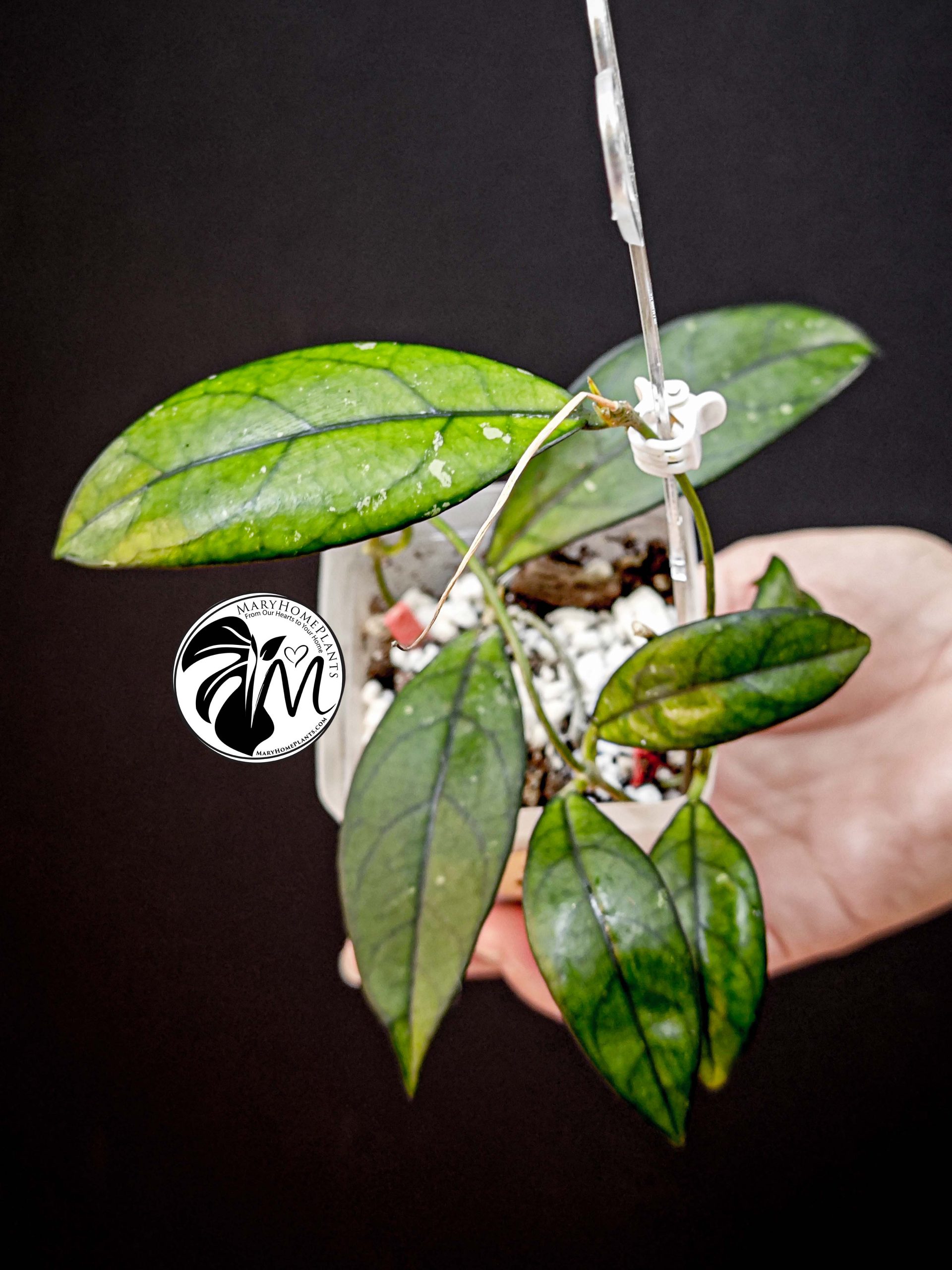 hoya crassipetiolata (copy)