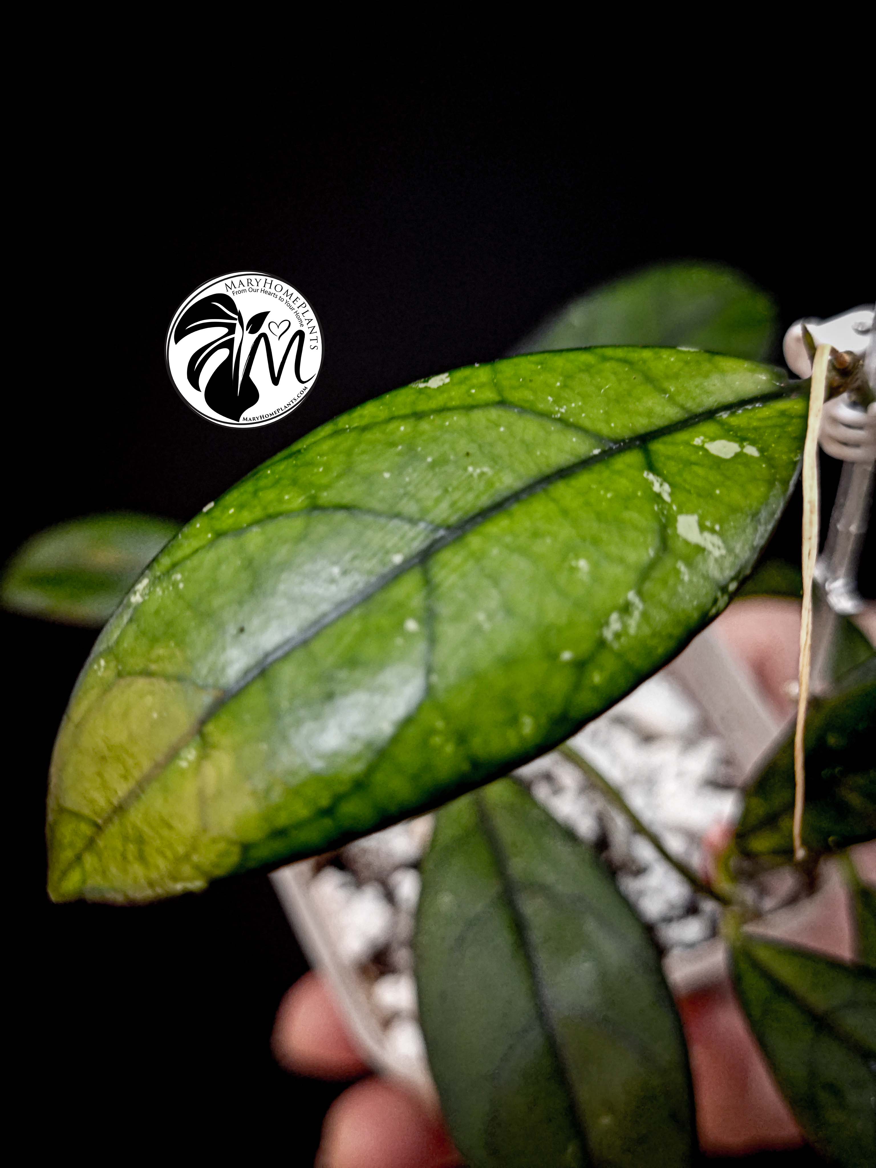 hoya crassipetiolata (copy)