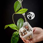 hoya crassipetiolata (copy)