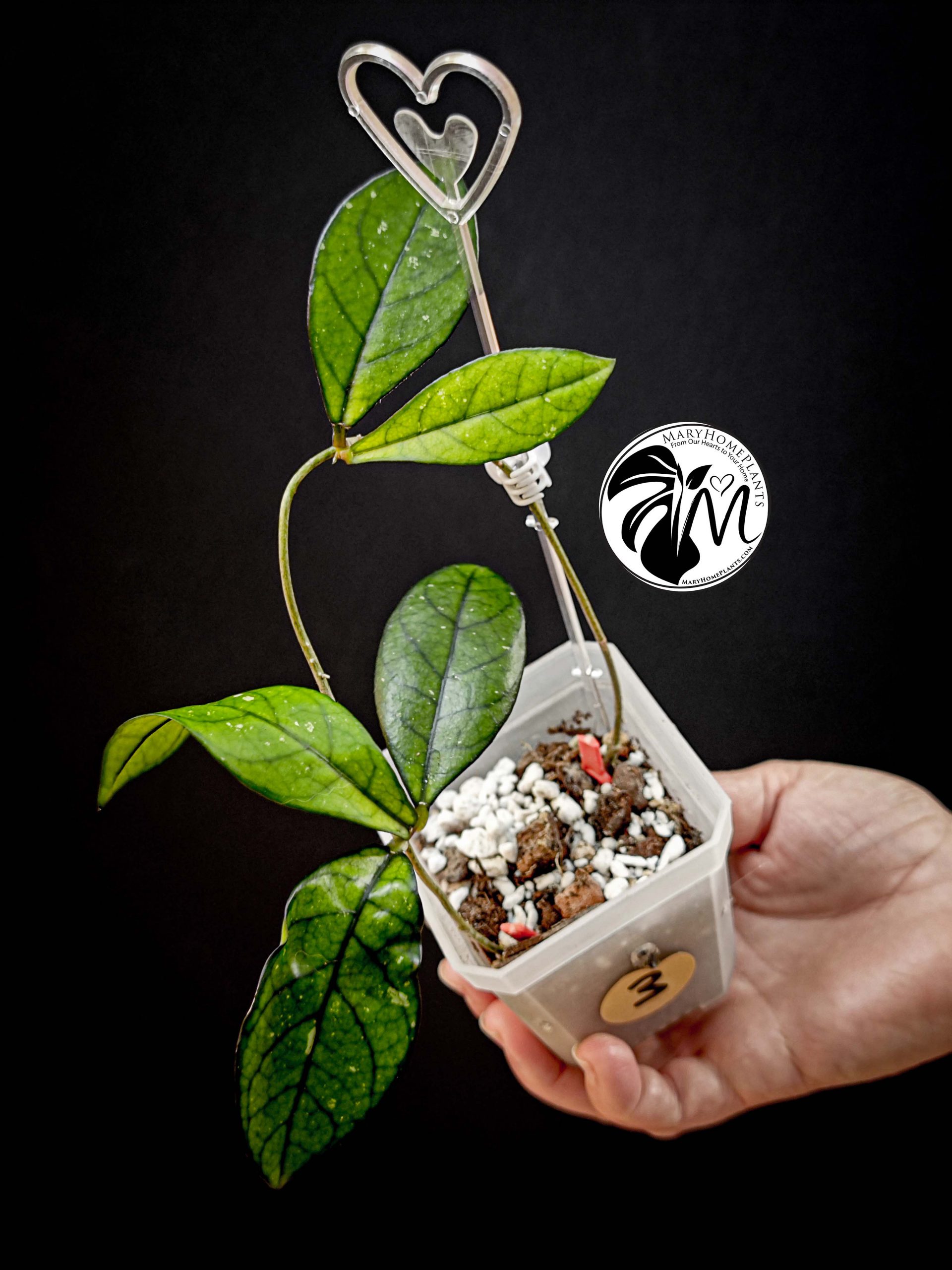 hoya crassipetiolata (copy)
