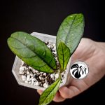 hoya crassipetiolata (copy)