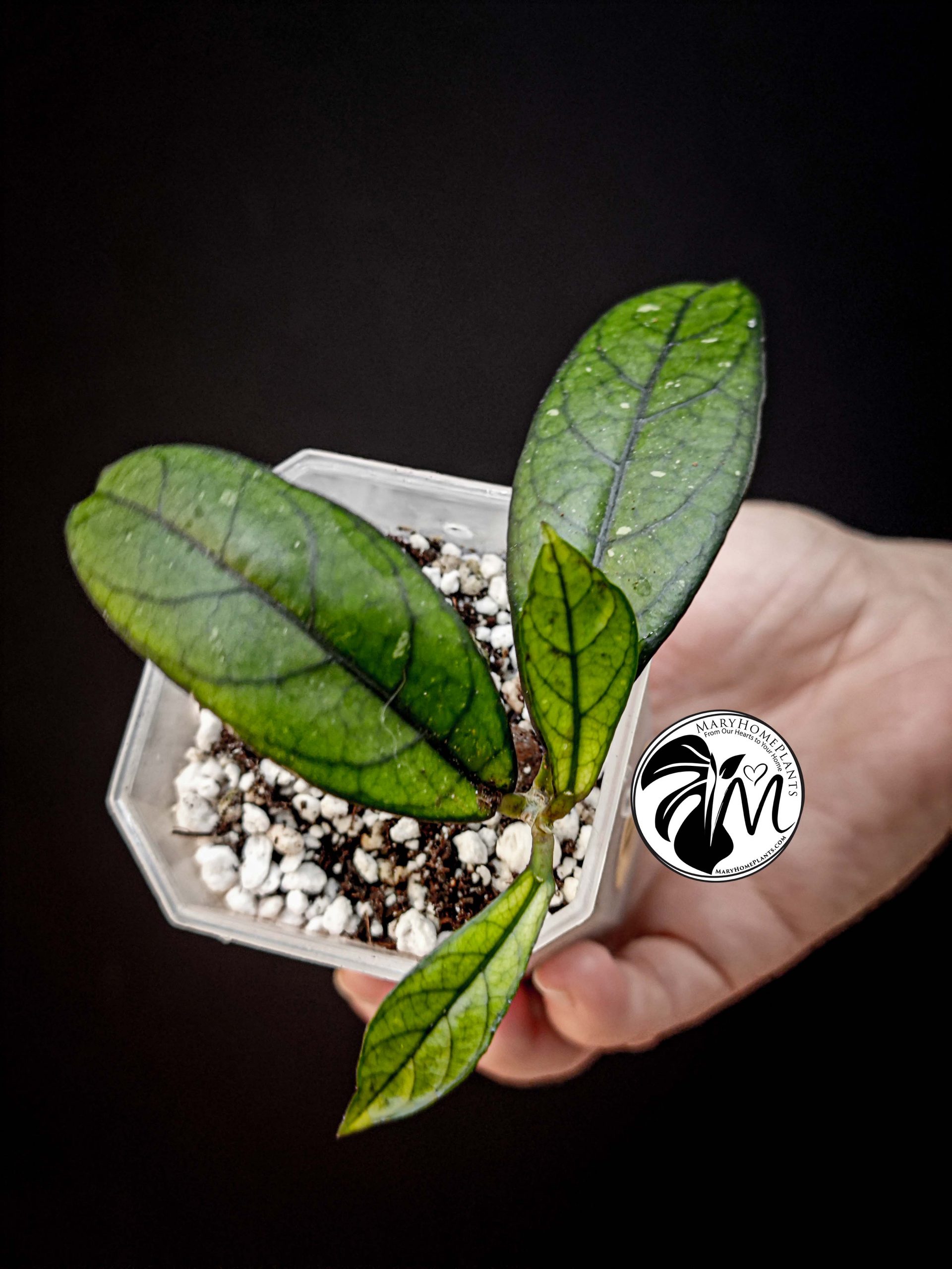 hoya crassipetiolata (copy)