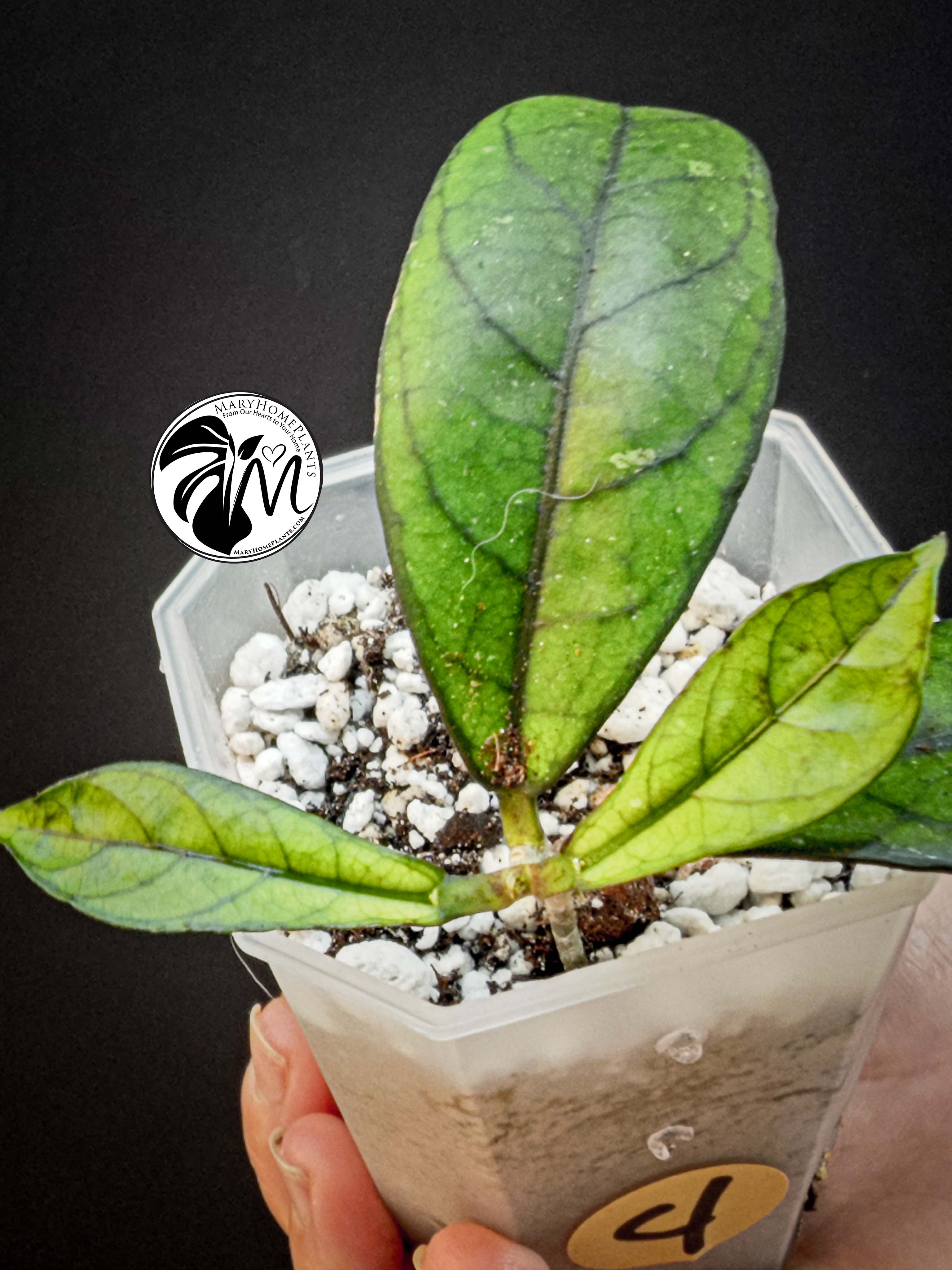 hoya crassipetiolata (copy)