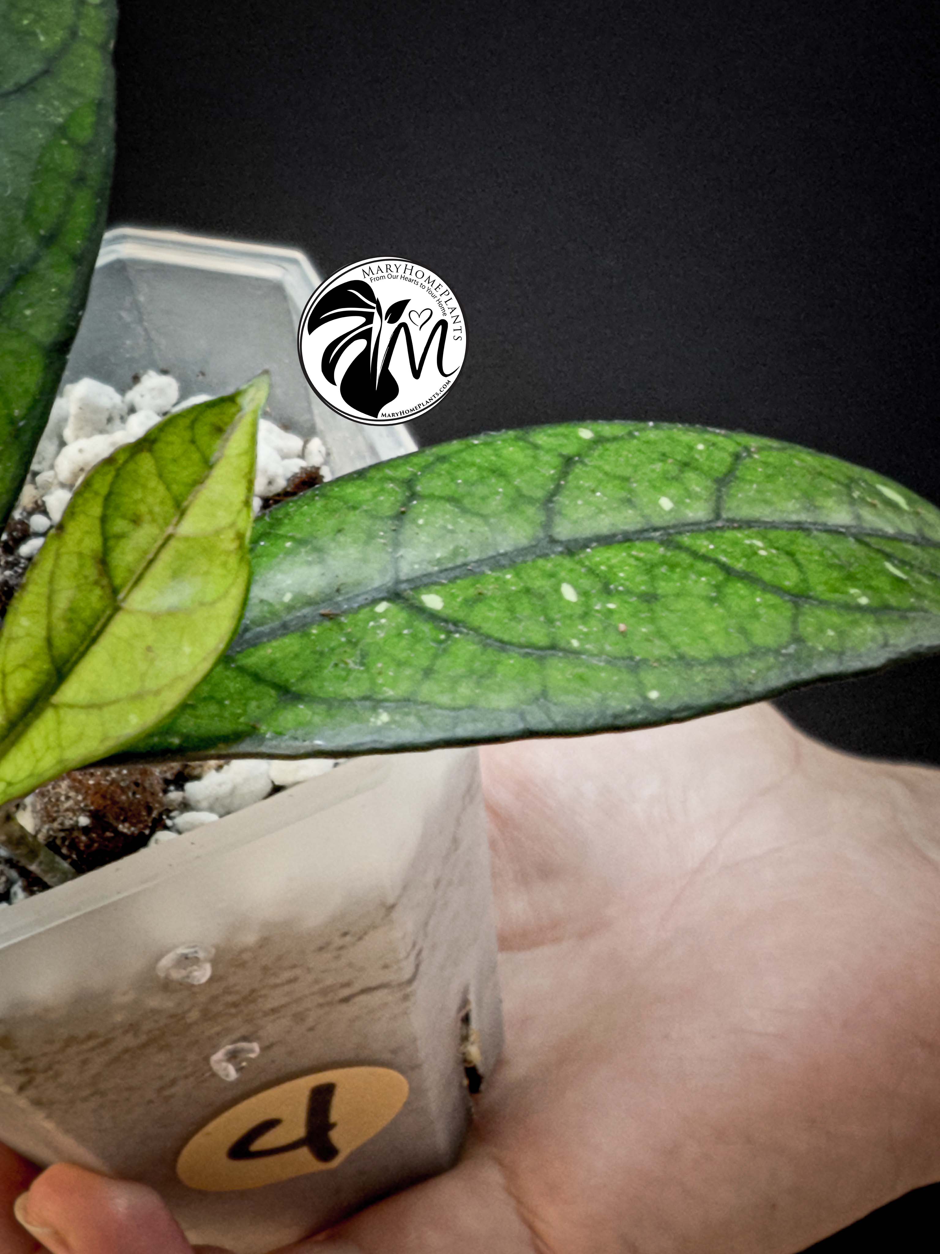 hoya crassipetiolata (copy)
