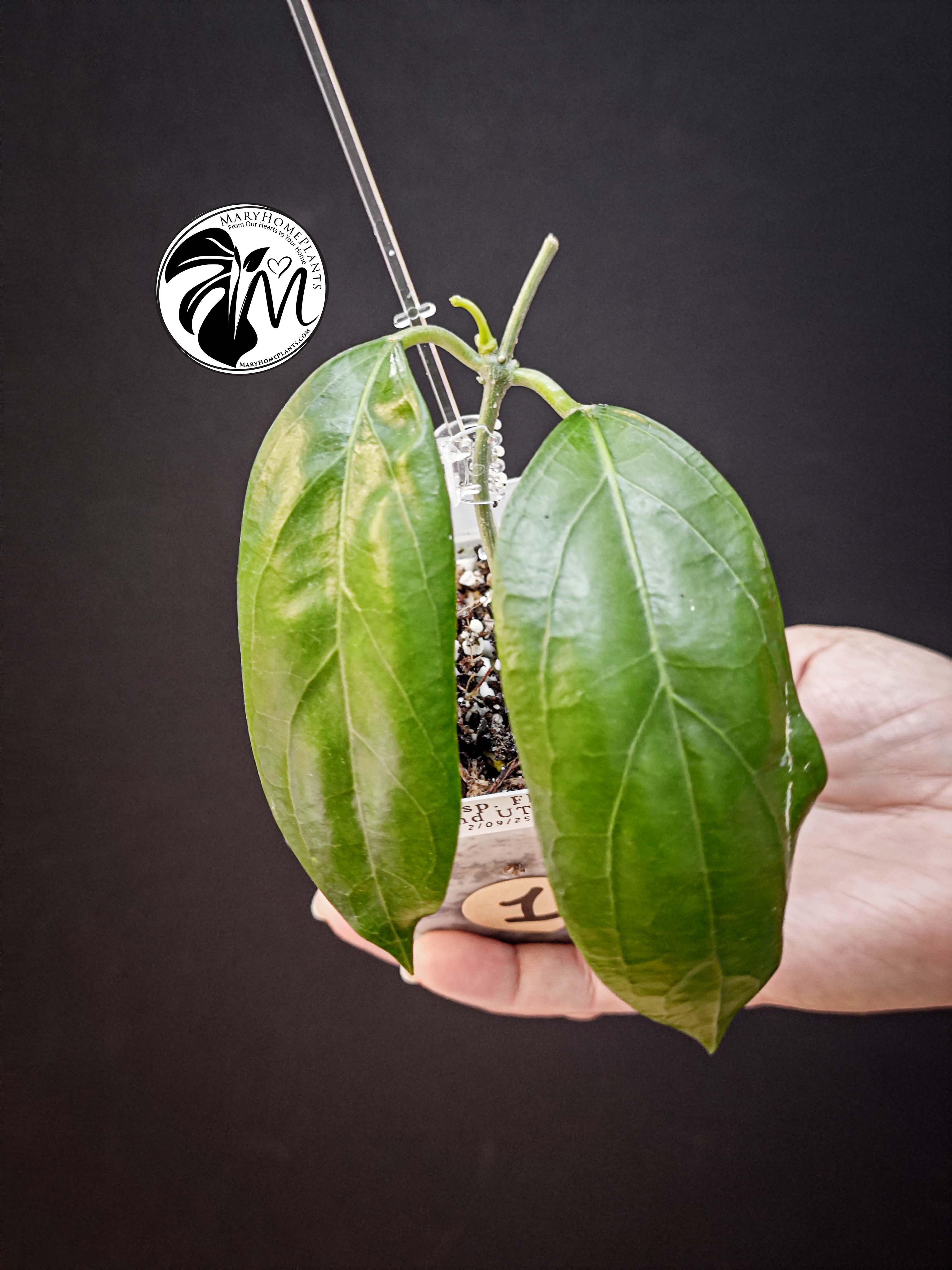 hoya crassipetiolata (copy)