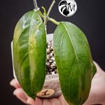 hoya crassipetiolata (copy)